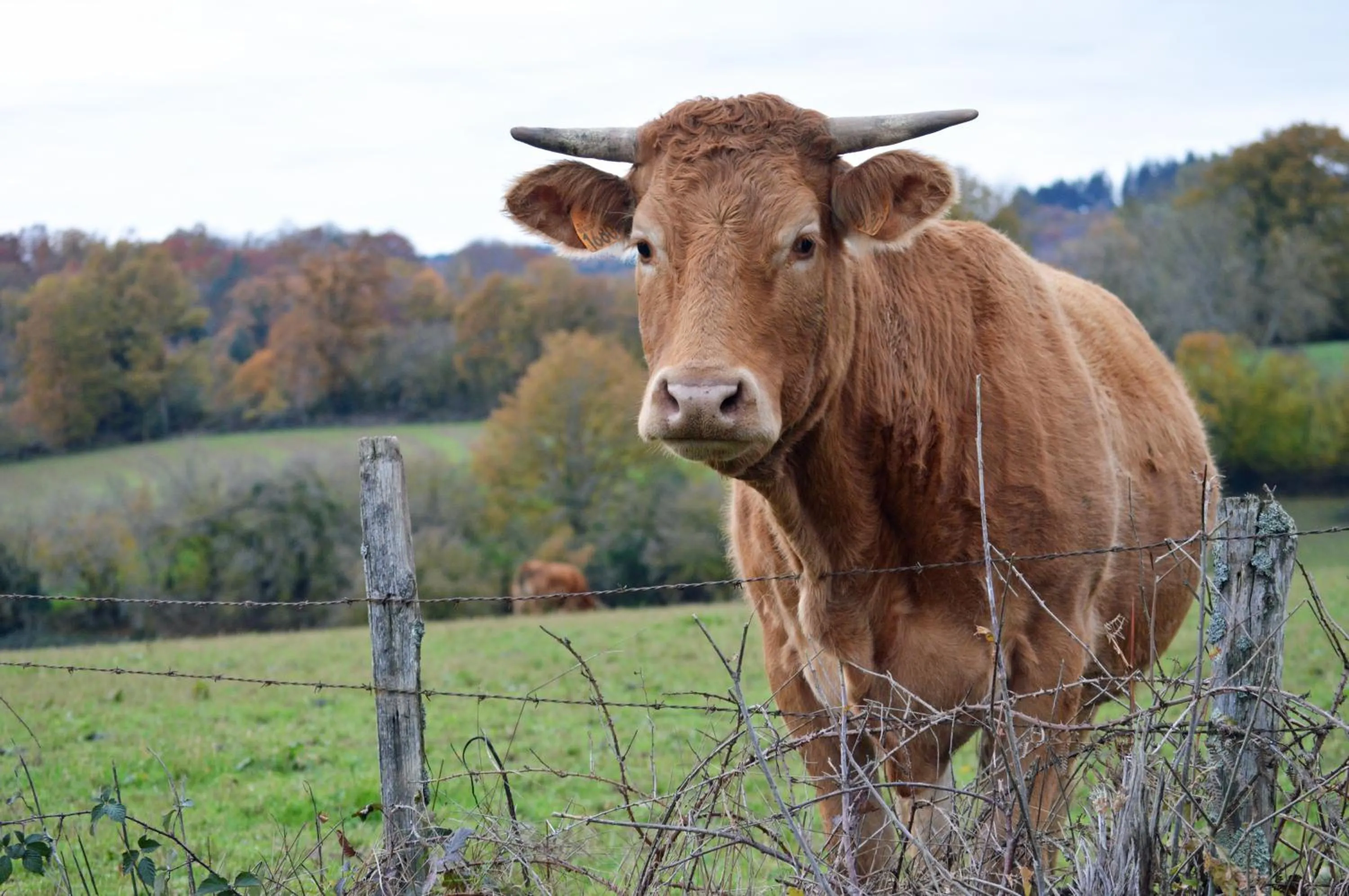 Animals in Champ De Foire