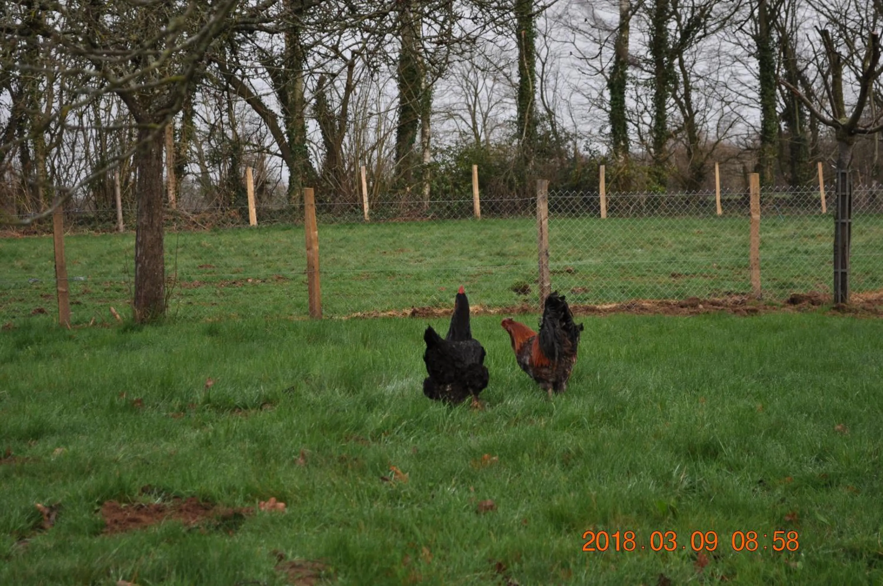 Pets in Ma maison bleue