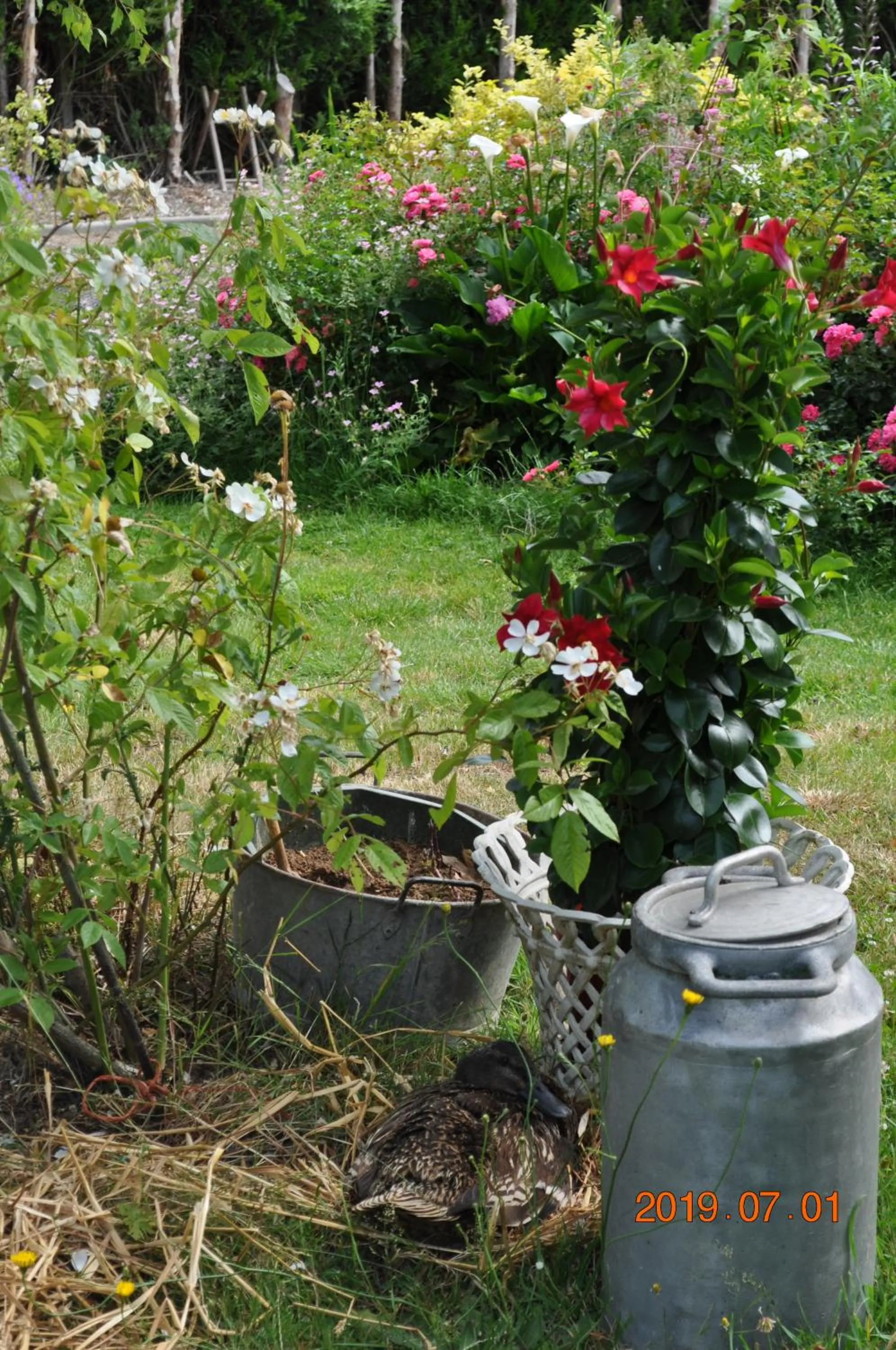 Garden in Ma maison bleue
