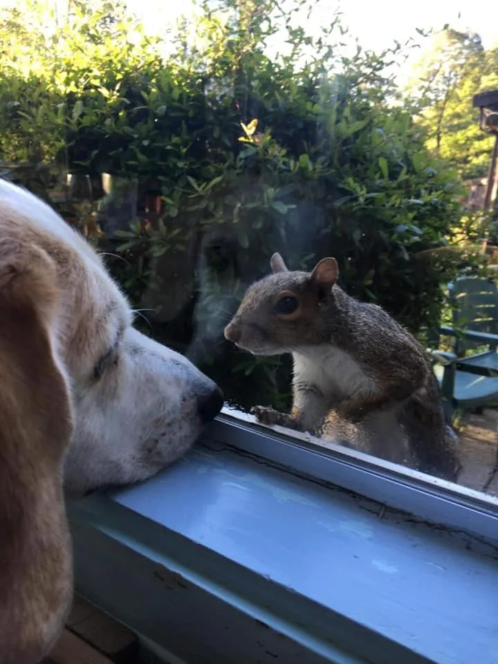 pet friendly in Churchwood Valley