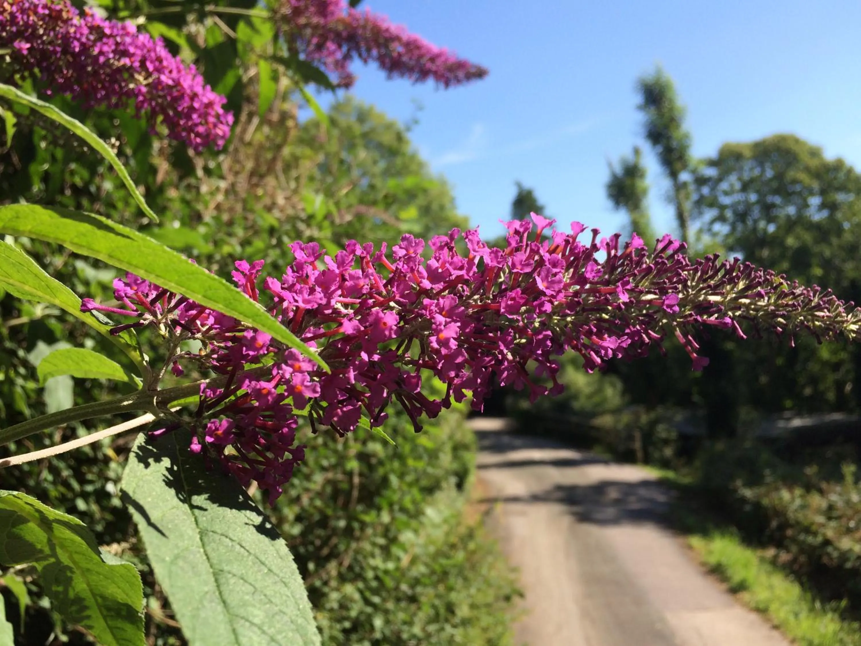 Garden view in Churchwood Valley