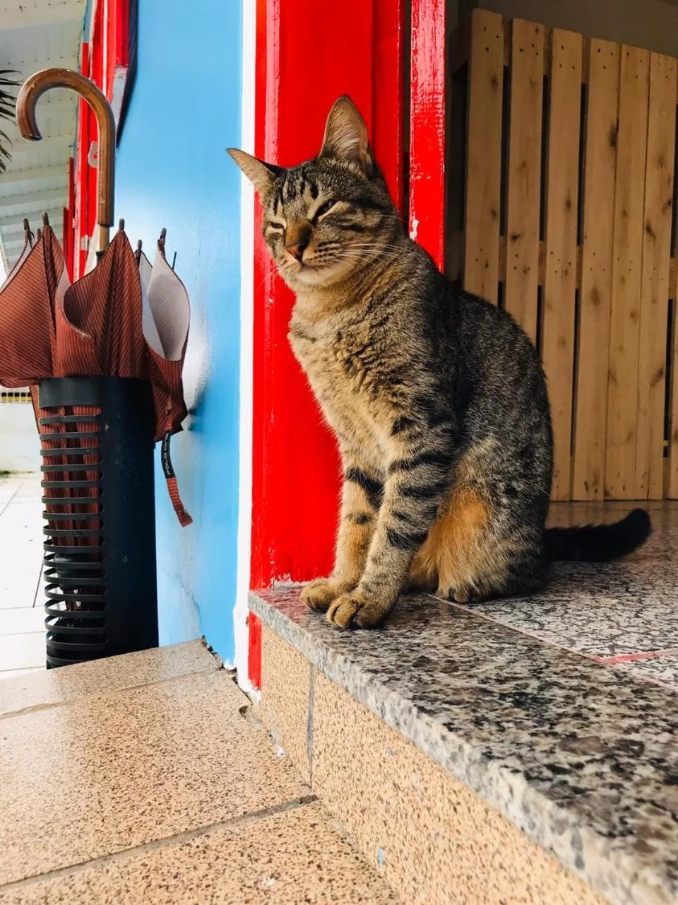 Pets in Pequi hostel