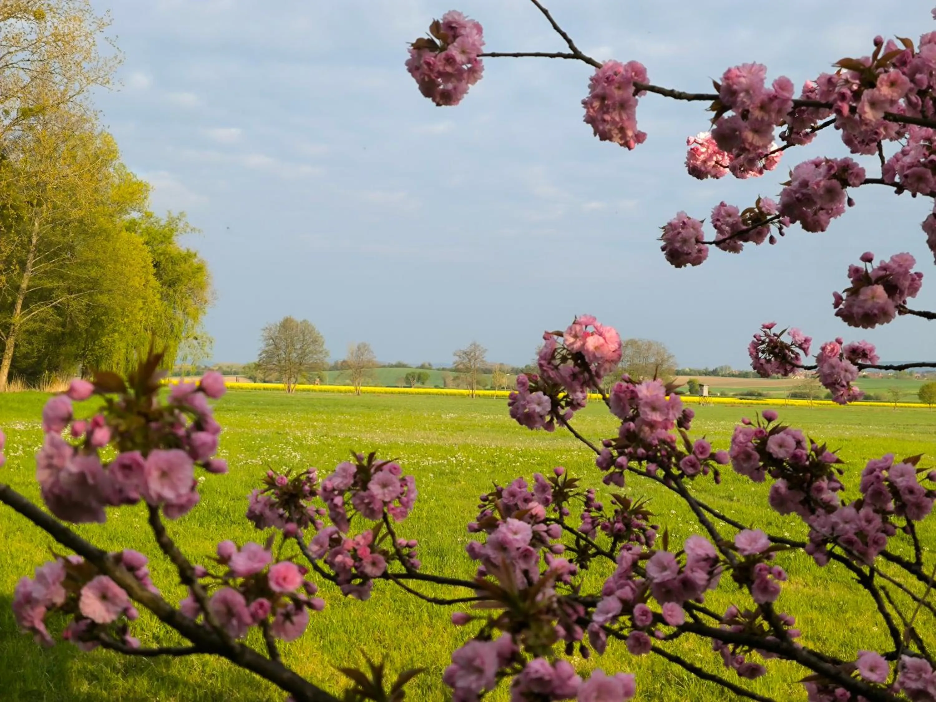 Garden view in Moulin de Schwabwiller