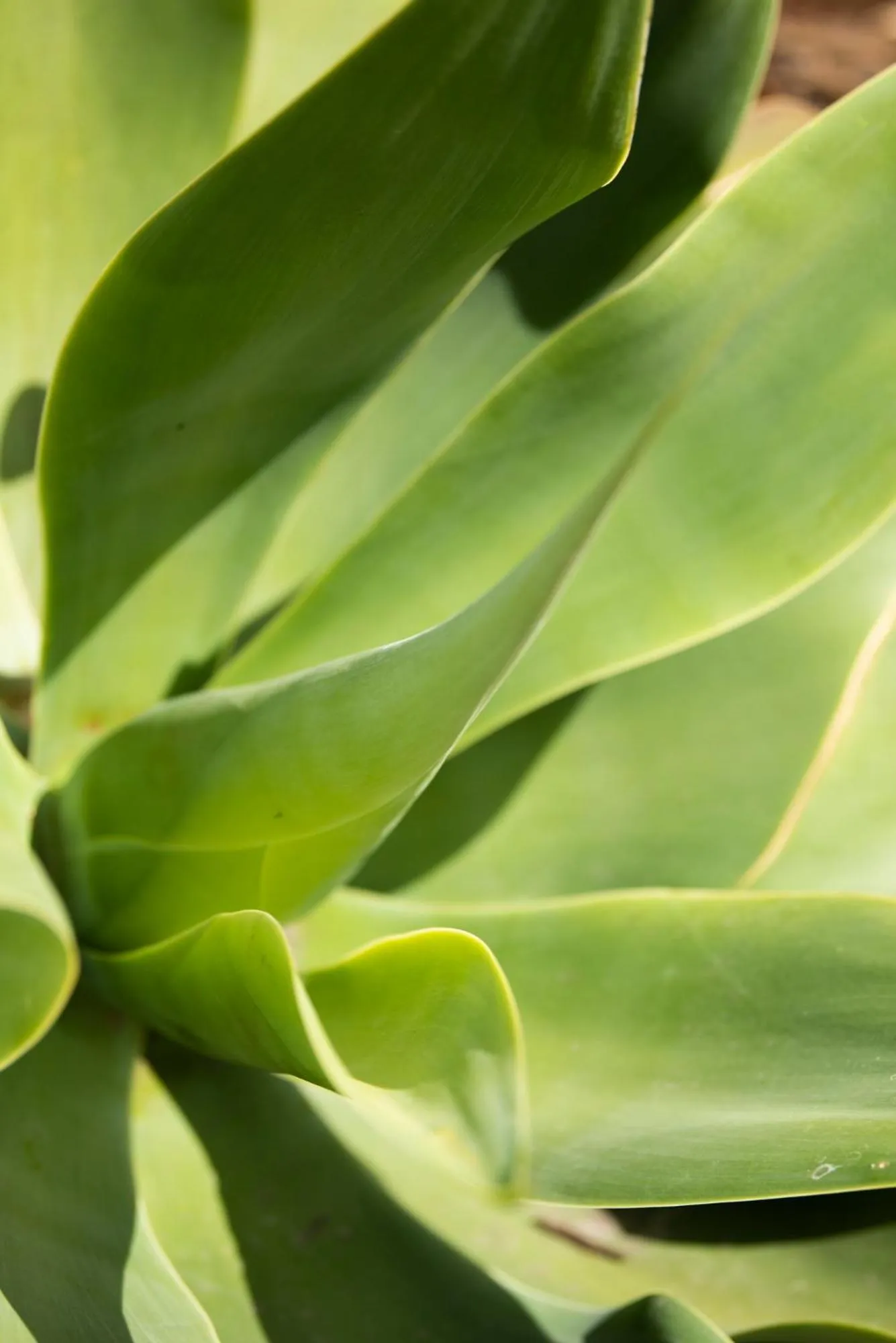 Natural landscape in The Leaning Oak Holiday Lifestyles - Lake Conjola