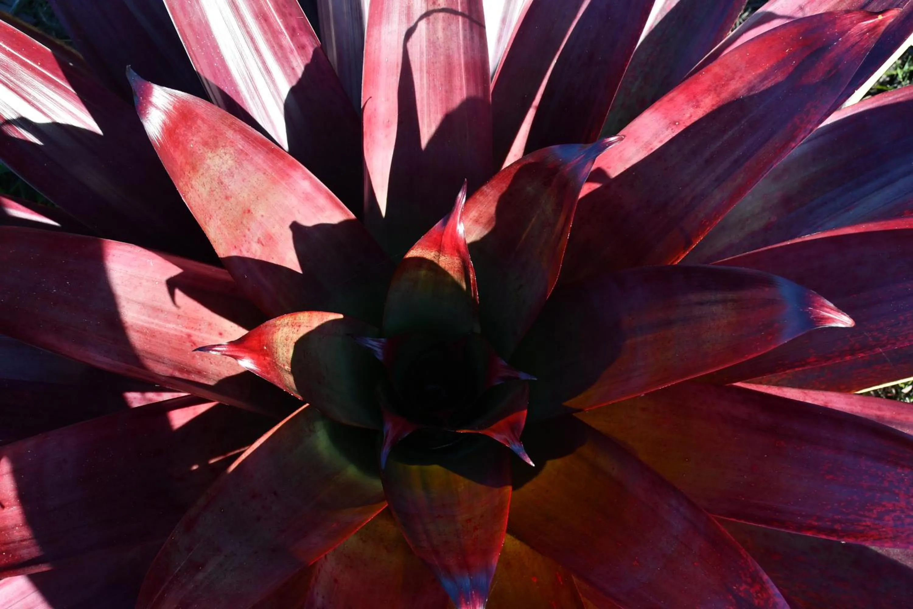 Garden in The Leaning Oak Holiday Lifestyles - Lake Conjola