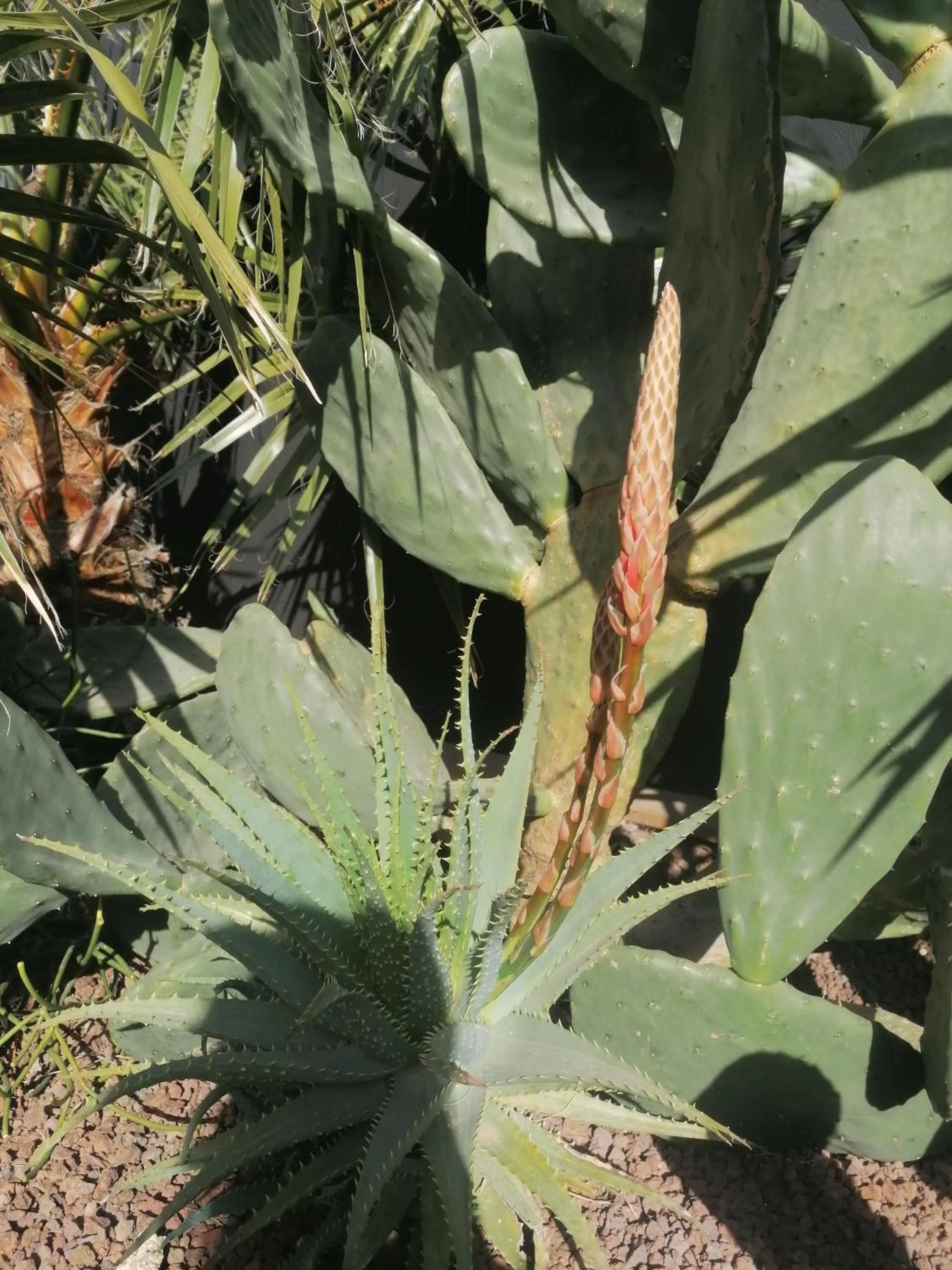 Hôtel Les Suites Du Maquis