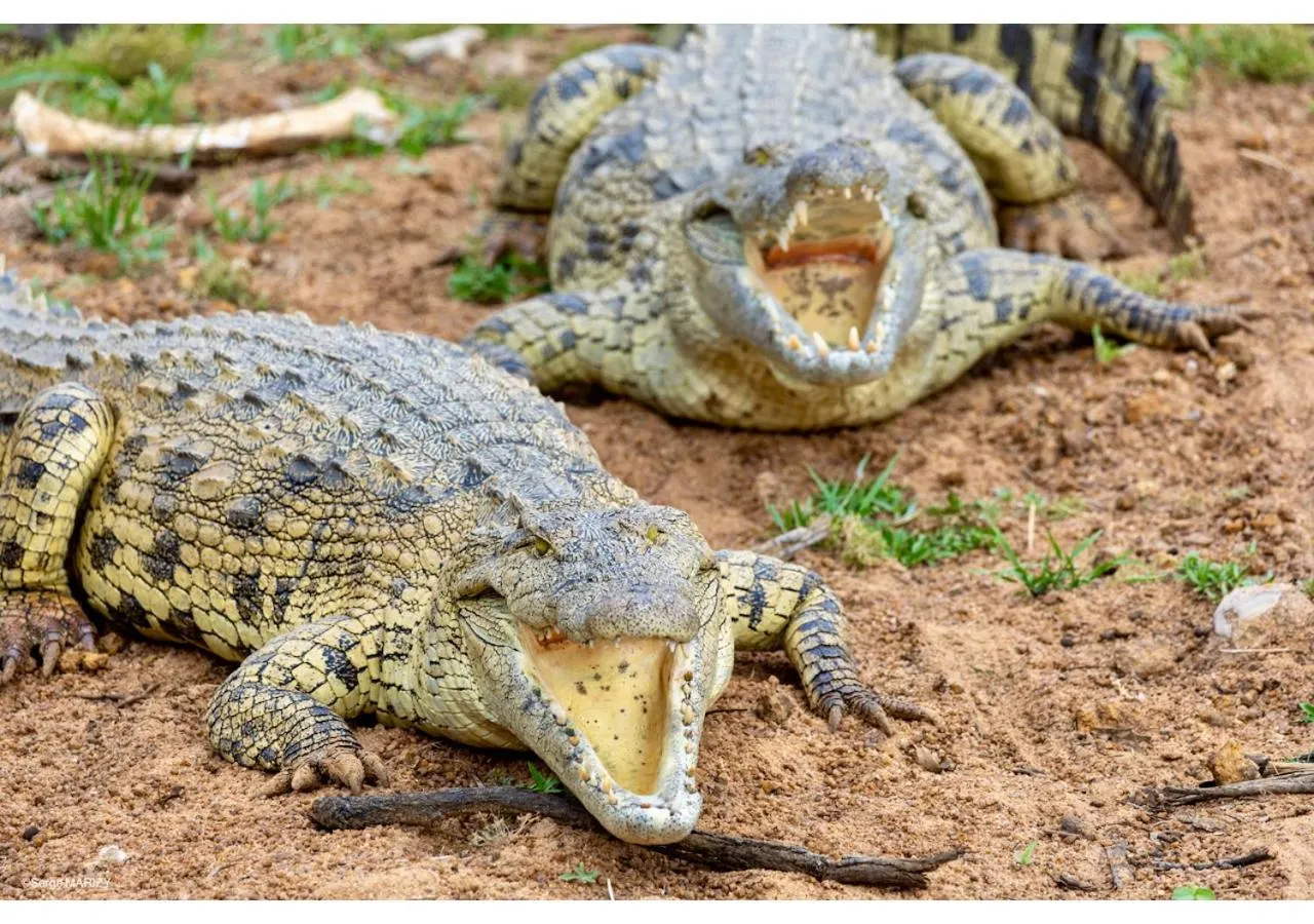 Animals in Mziki Safari Lodge