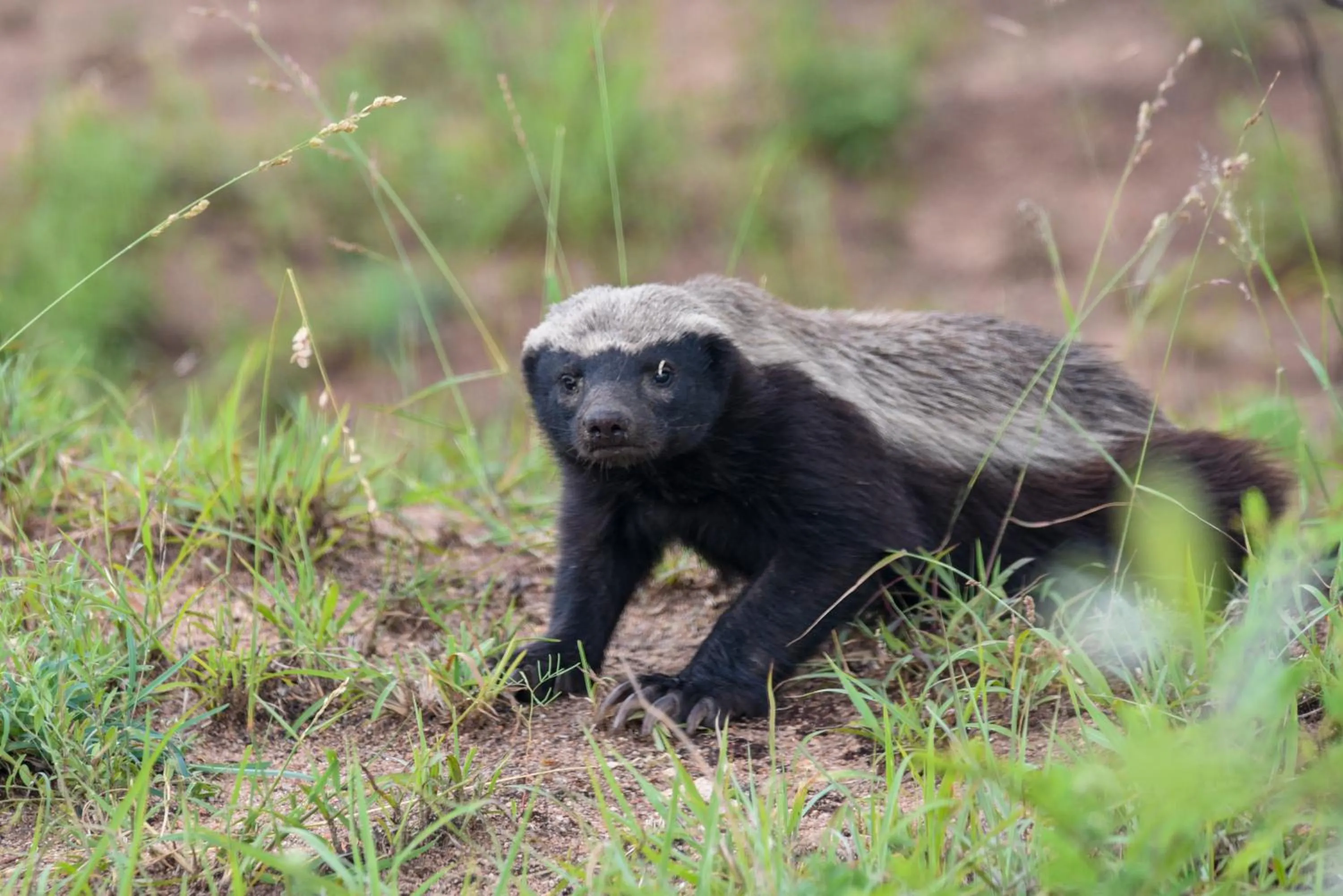 Animals in Mziki Safari Lodge