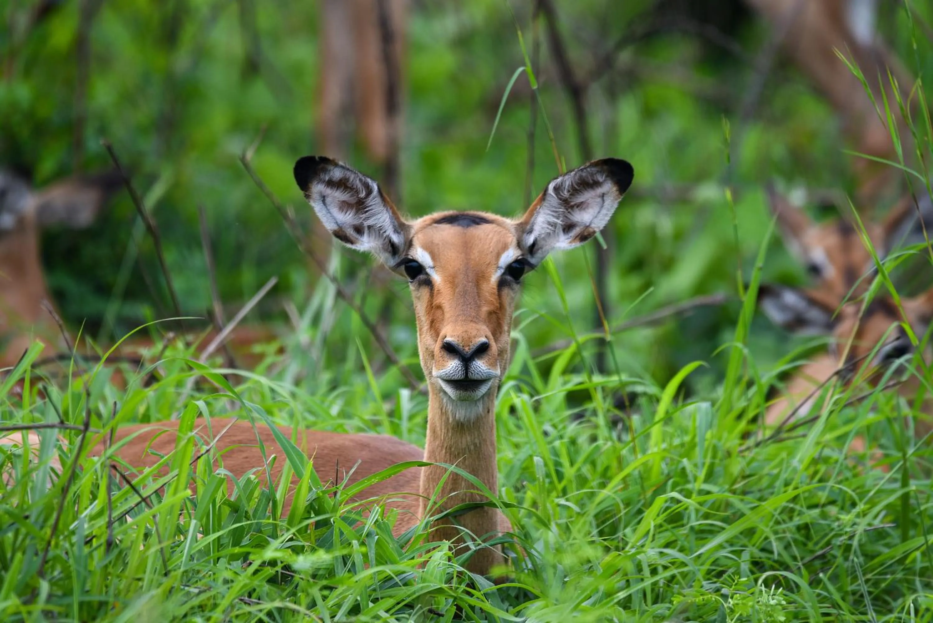 Natural landscape in Mziki Safari Lodge