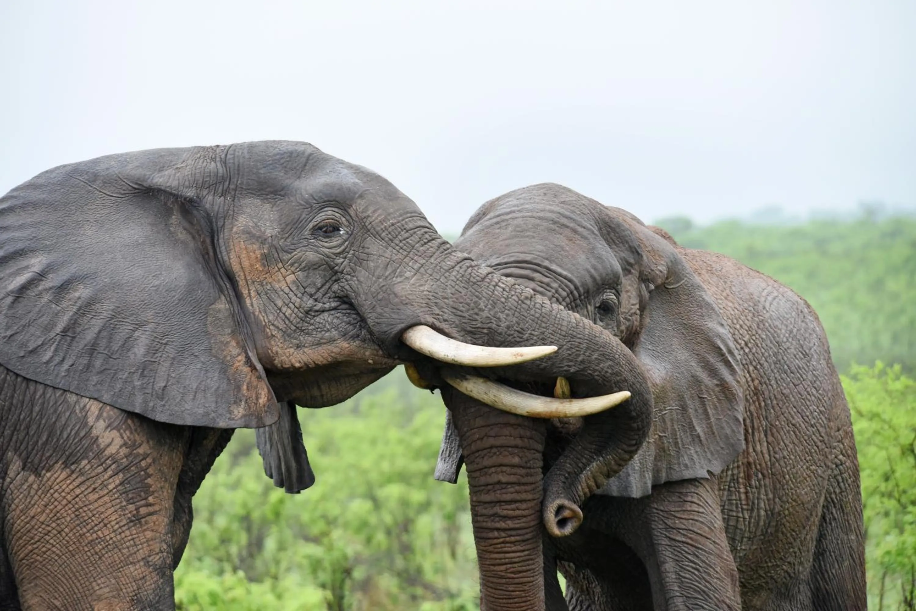 Animals in Mziki Safari Lodge