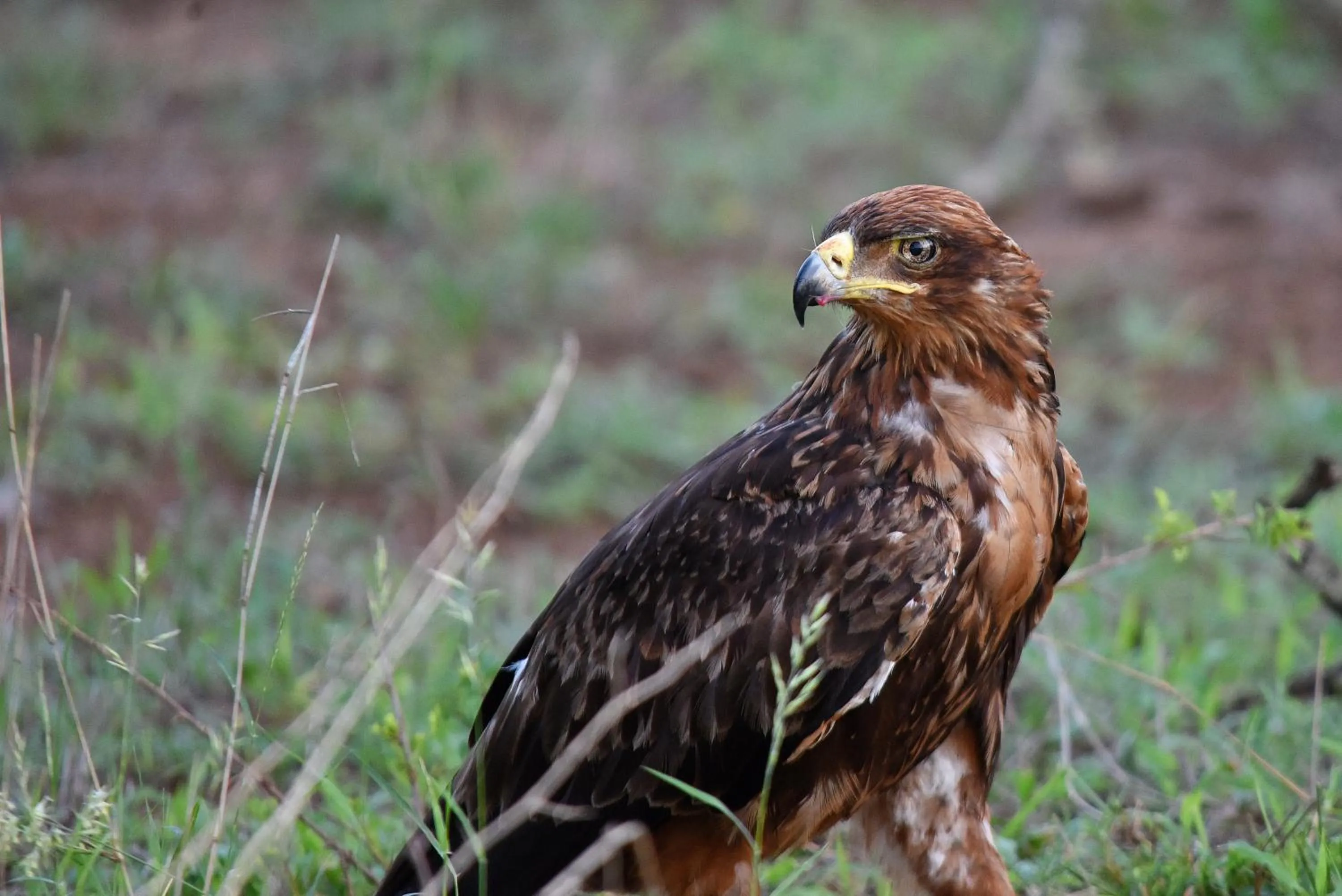 Animals in Mziki Safari Lodge