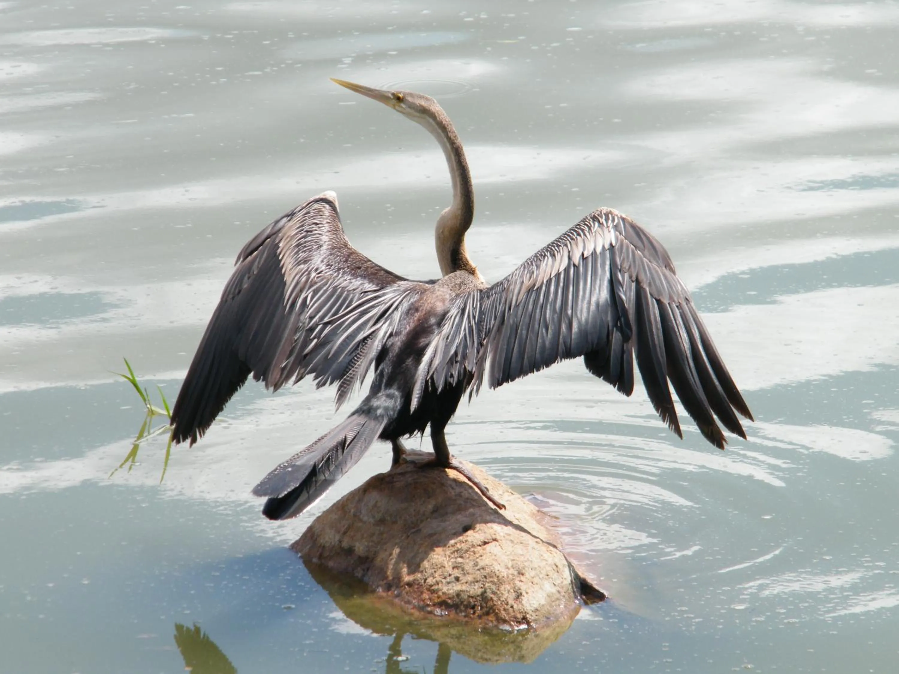 Animals in Mziki Safari Lodge