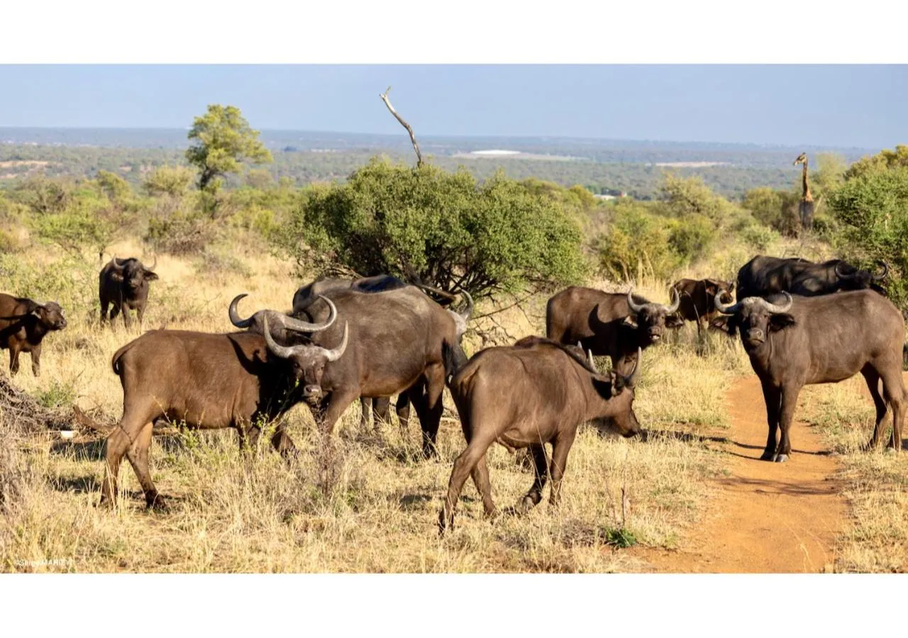 Animals in Mziki Safari Lodge