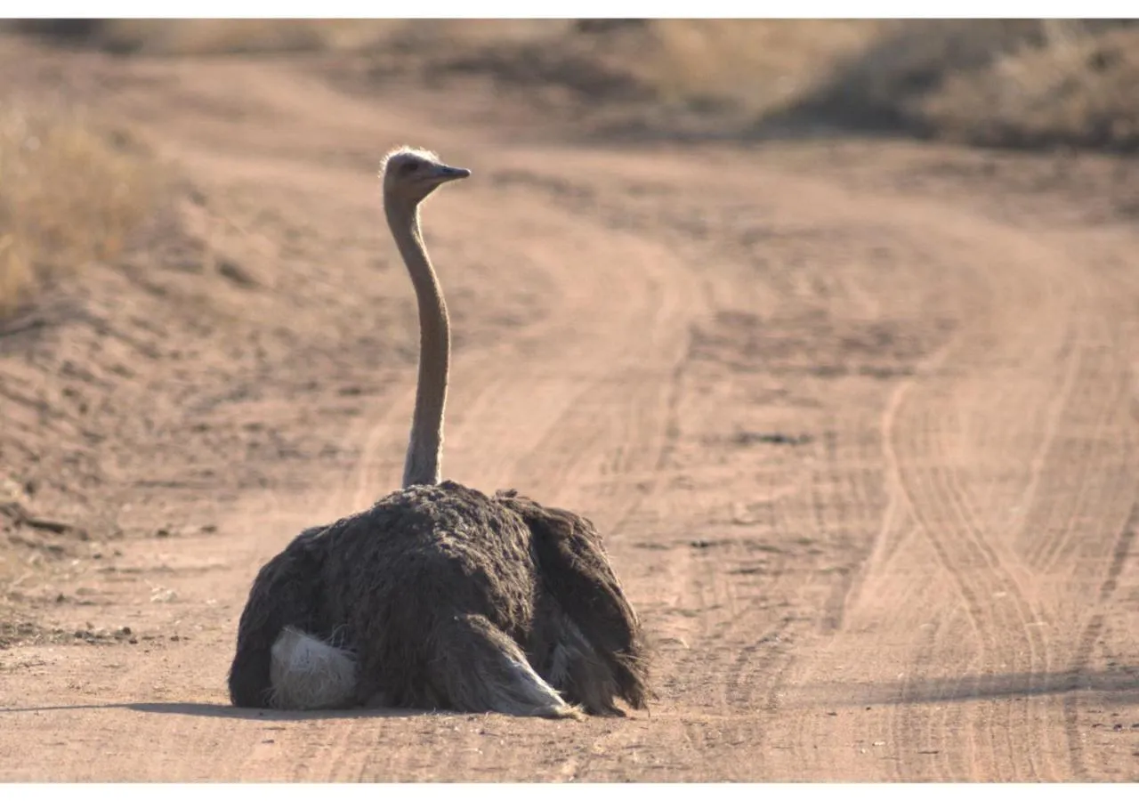 Animals in Mziki Safari Lodge