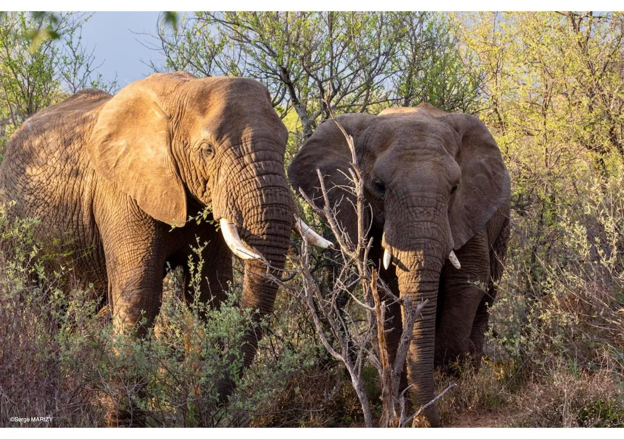Animals in Mziki Safari Lodge