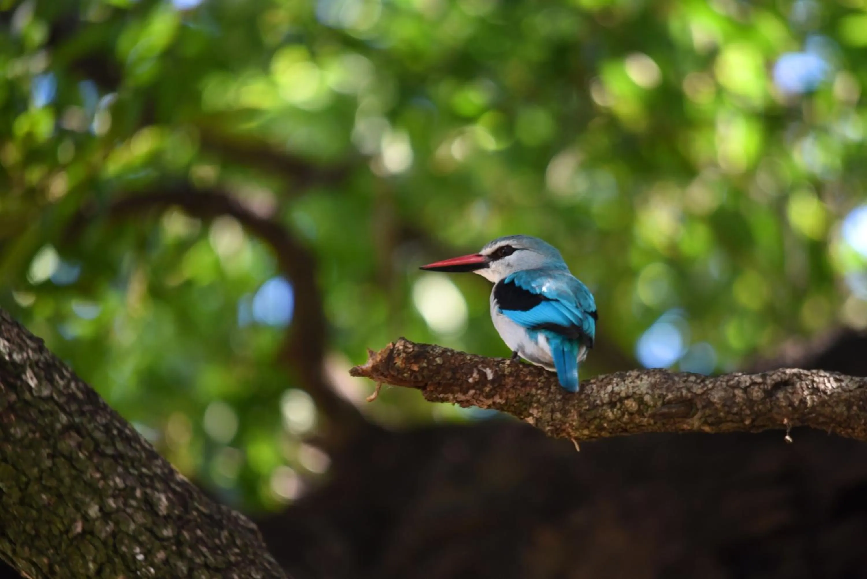 Animals in Mziki Safari Lodge