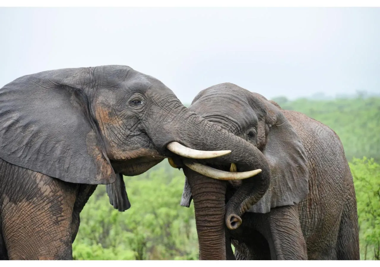 Animals in Mziki Safari Lodge