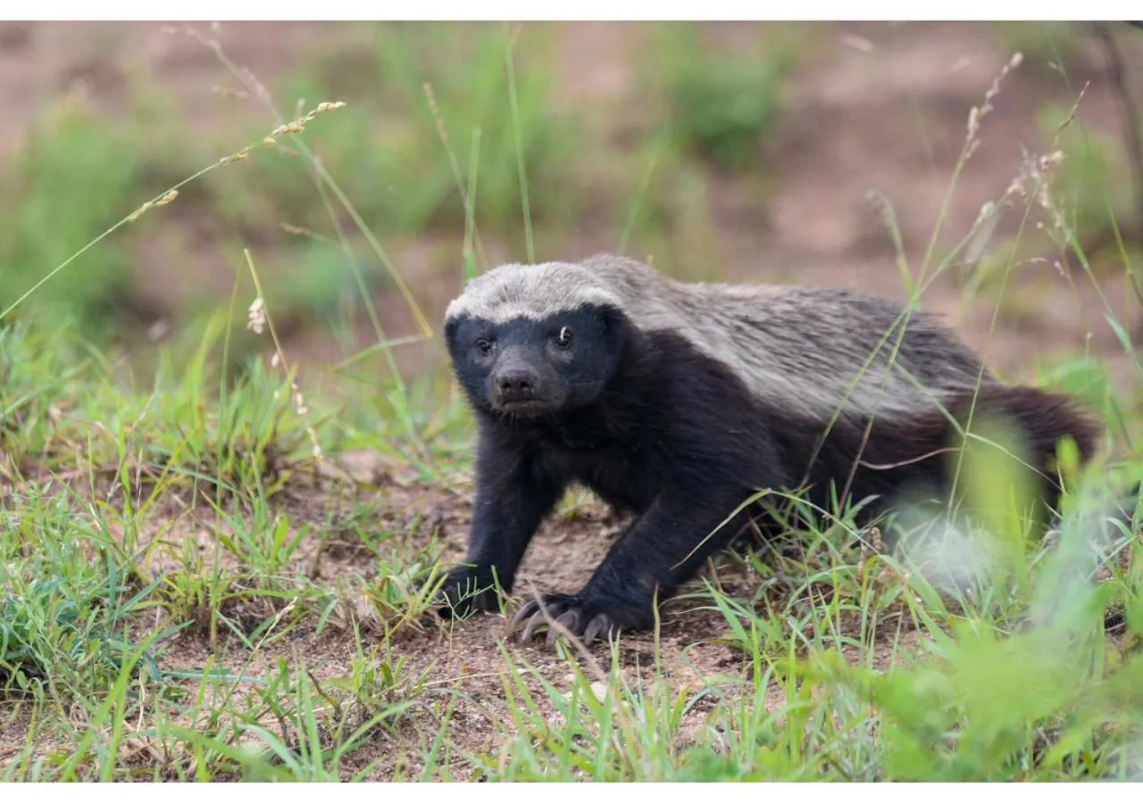 Animals in Mziki Safari Lodge