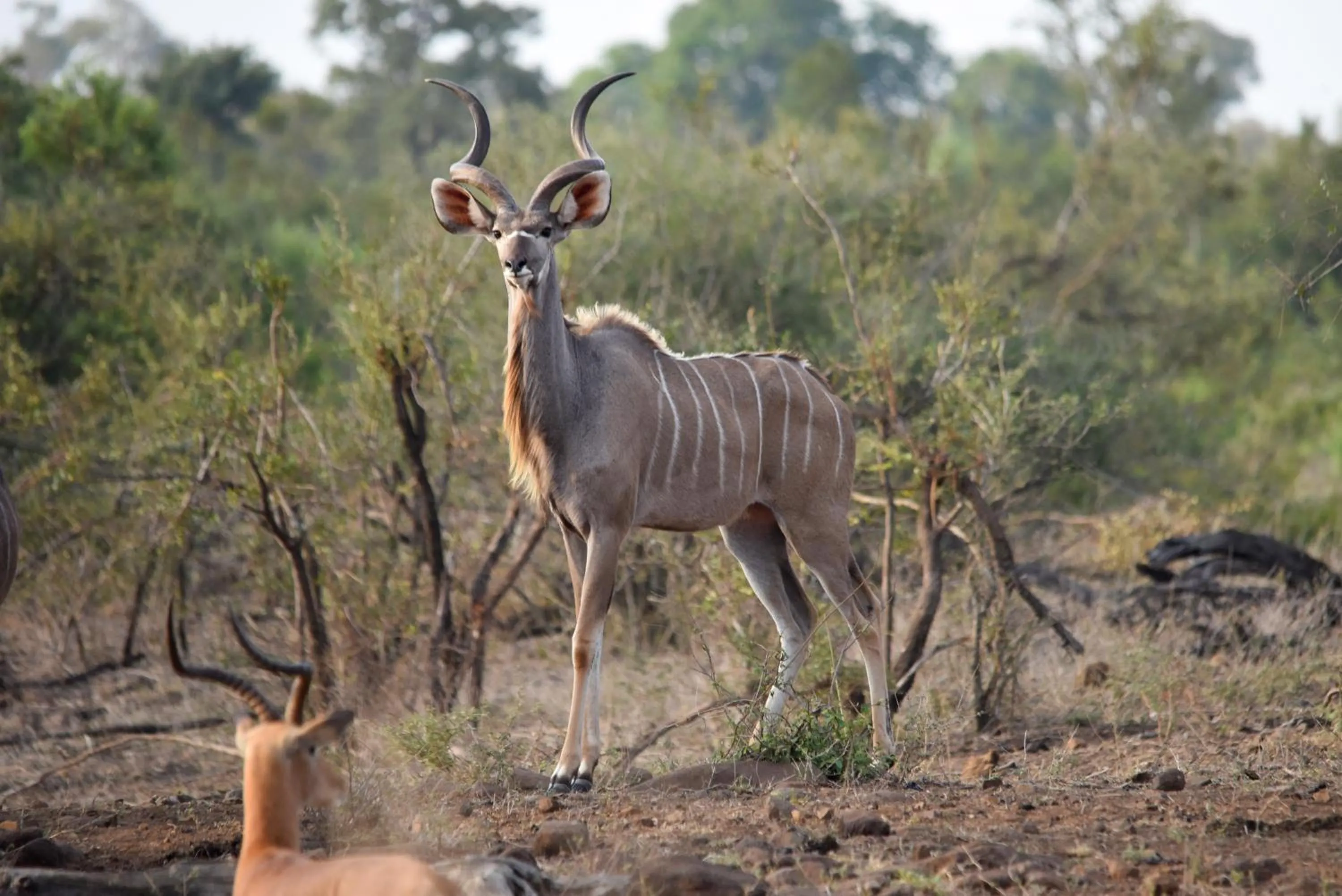 Animals in Mziki Safari Lodge