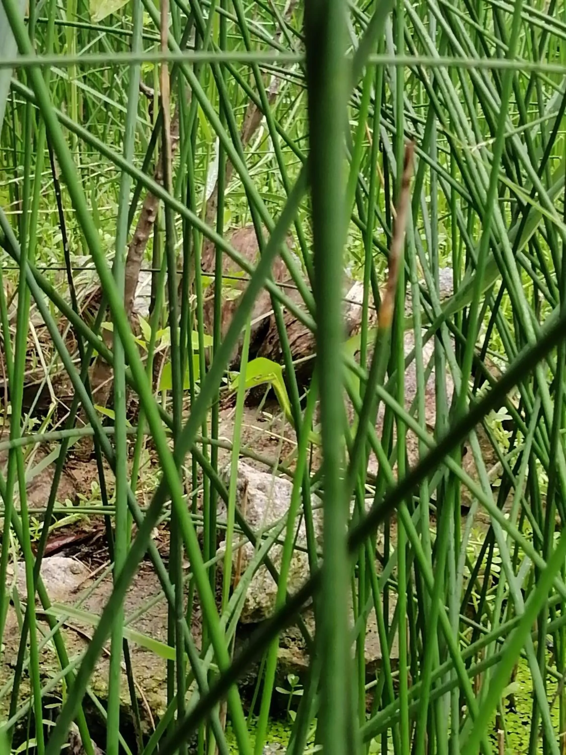 Animals in Cloud Nine Lanka Resort Wilpattu