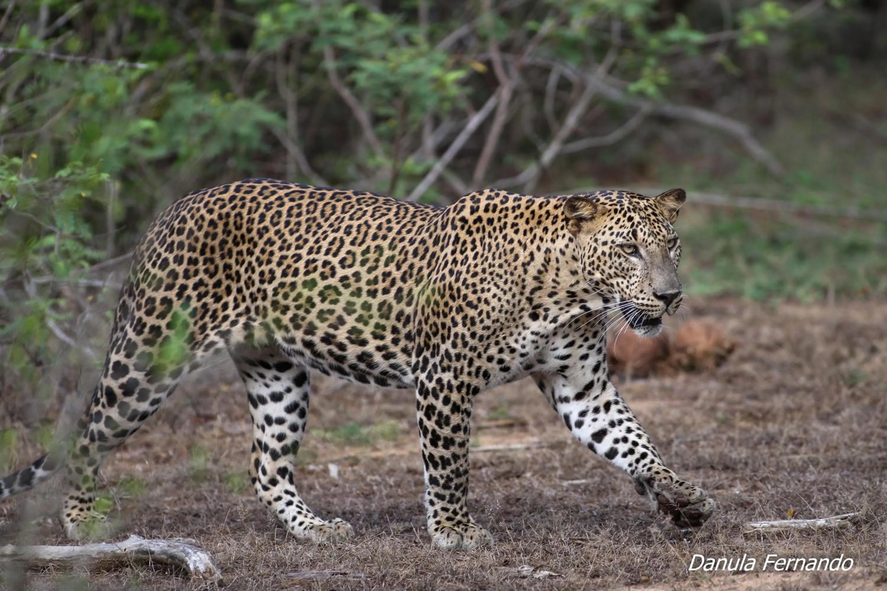 Animals in Cloud Nine Lanka Resort Wilpattu