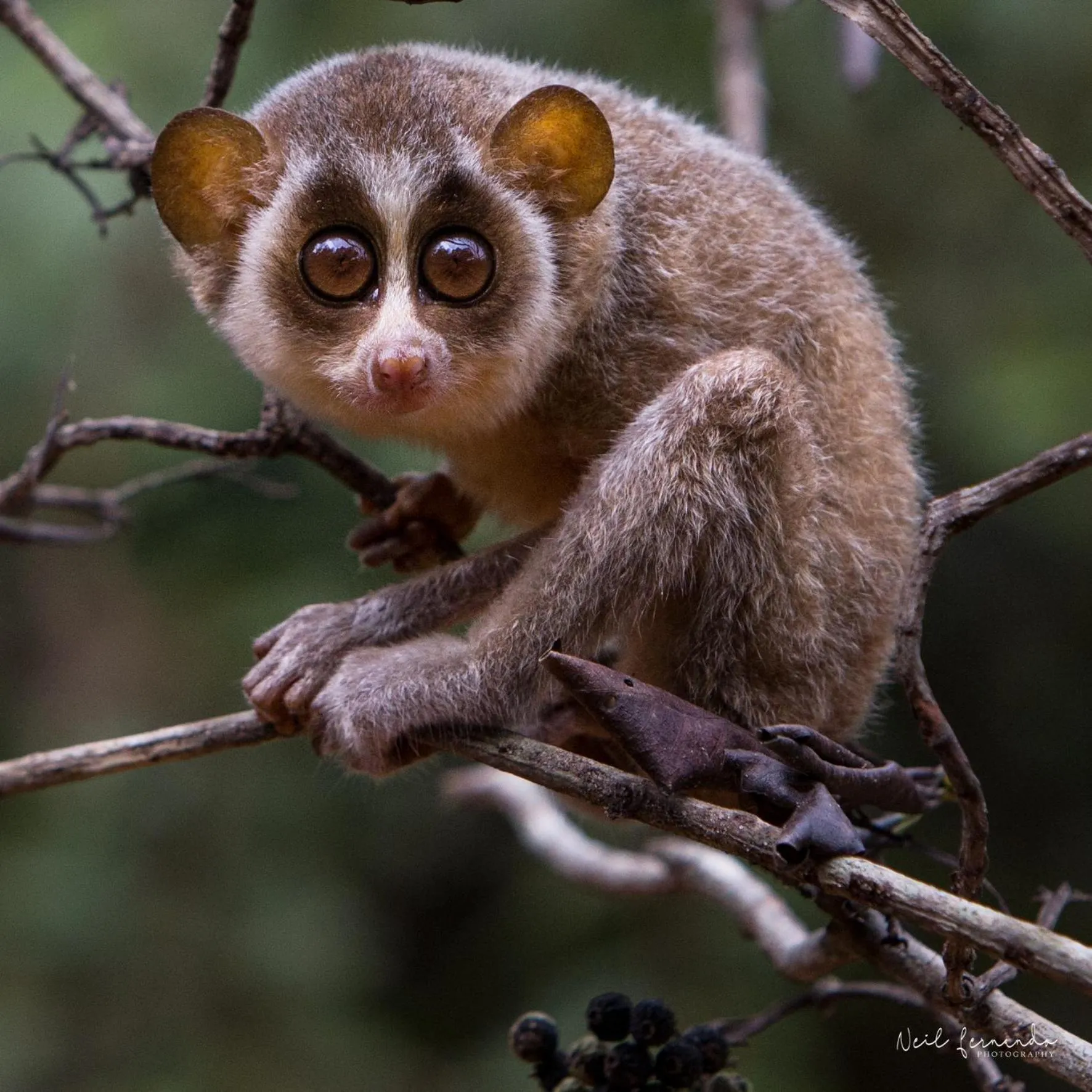 Animals in Cloud Nine Lanka Resort Wilpattu
