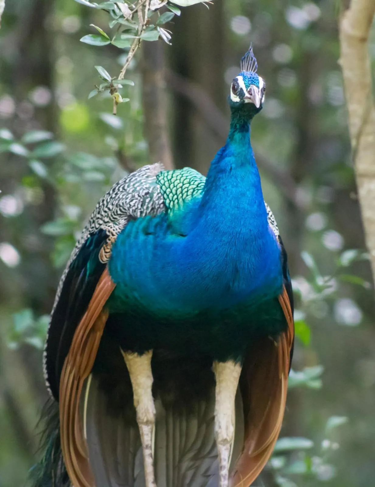 Animals in Cloud Nine Lanka Resort Wilpattu