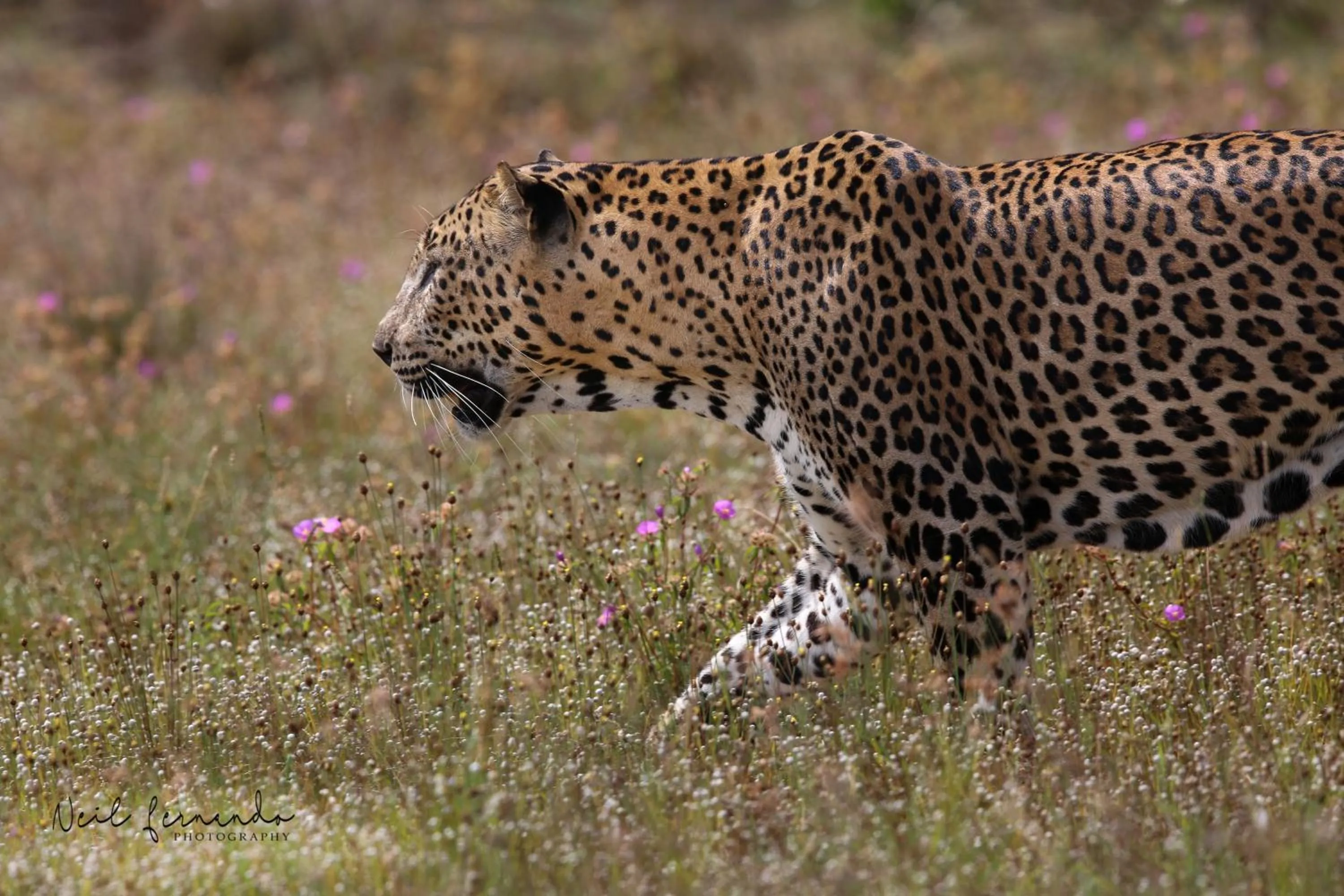 Activities in Cloud Nine Lanka Resort Wilpattu