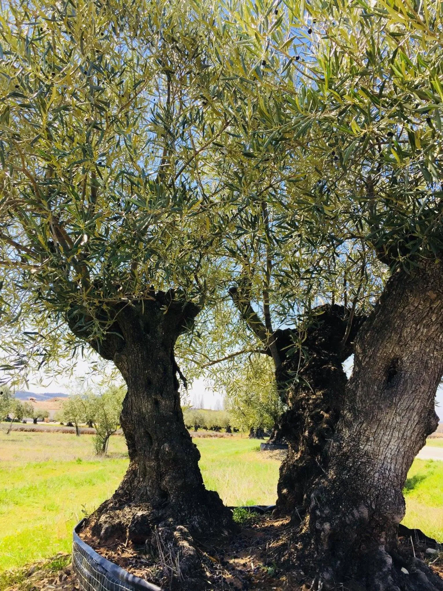 Natural landscape, Garden in Chambre d'hôtes en provence avec Jacuzzi