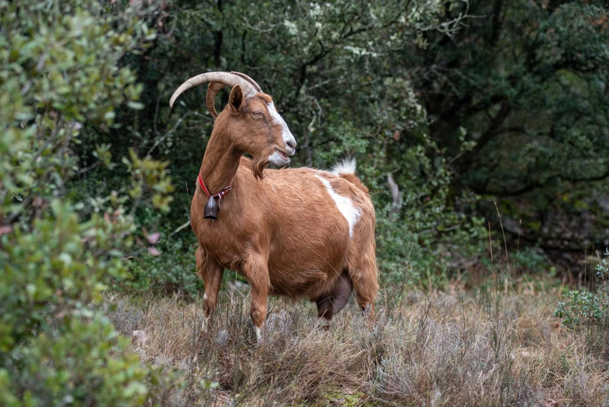 Day in Auberge de la Fontaine