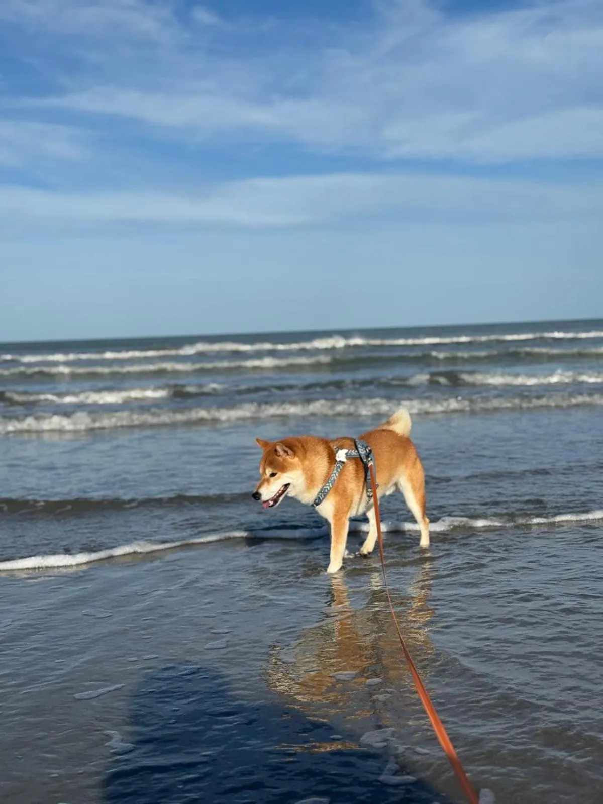 Animals in G House Rimini Spiaggia