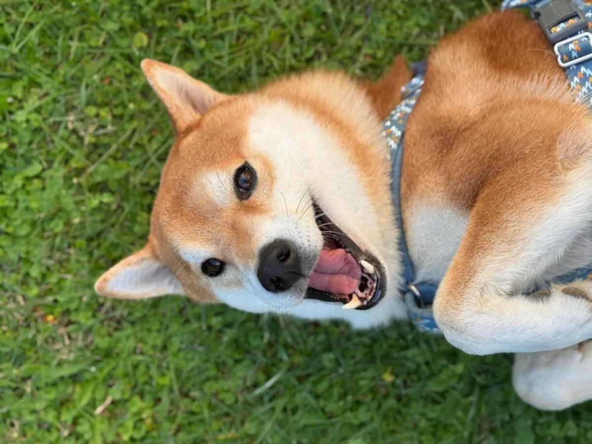 Animals in G House Rimini Spiaggia