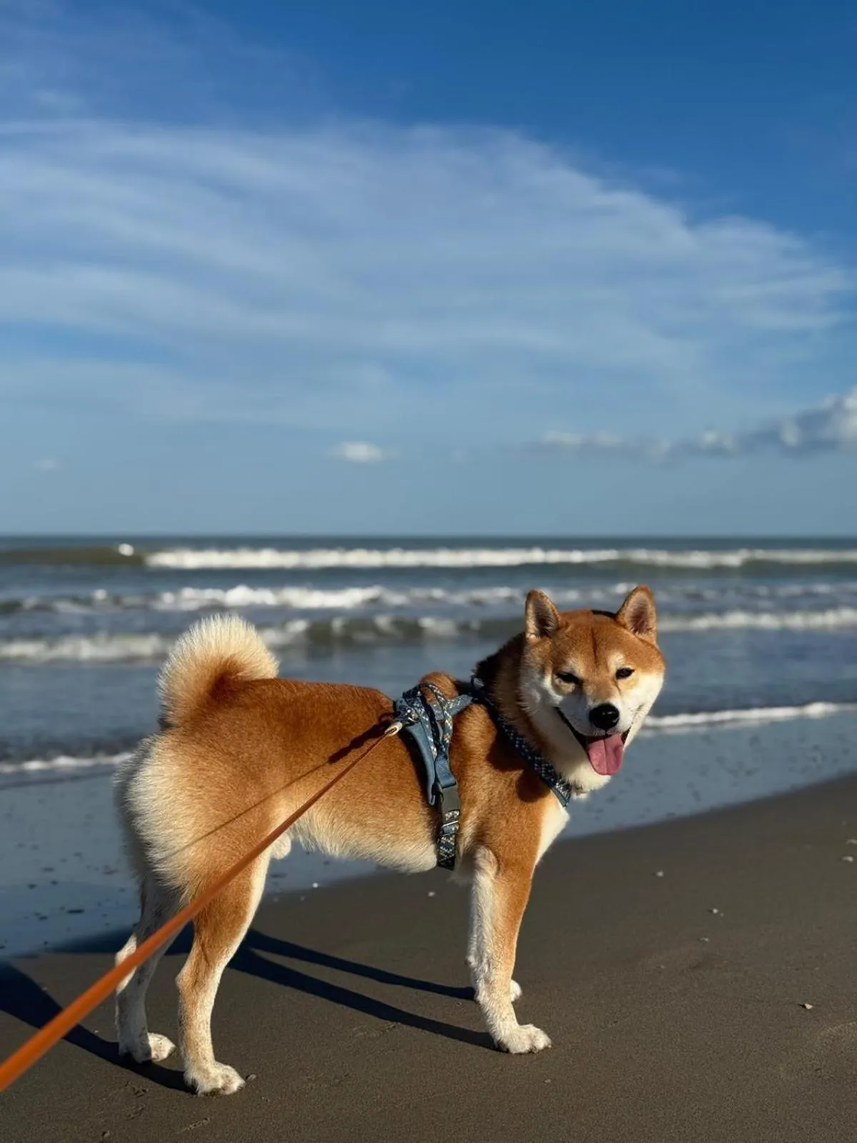 Animals in G House Rimini Spiaggia