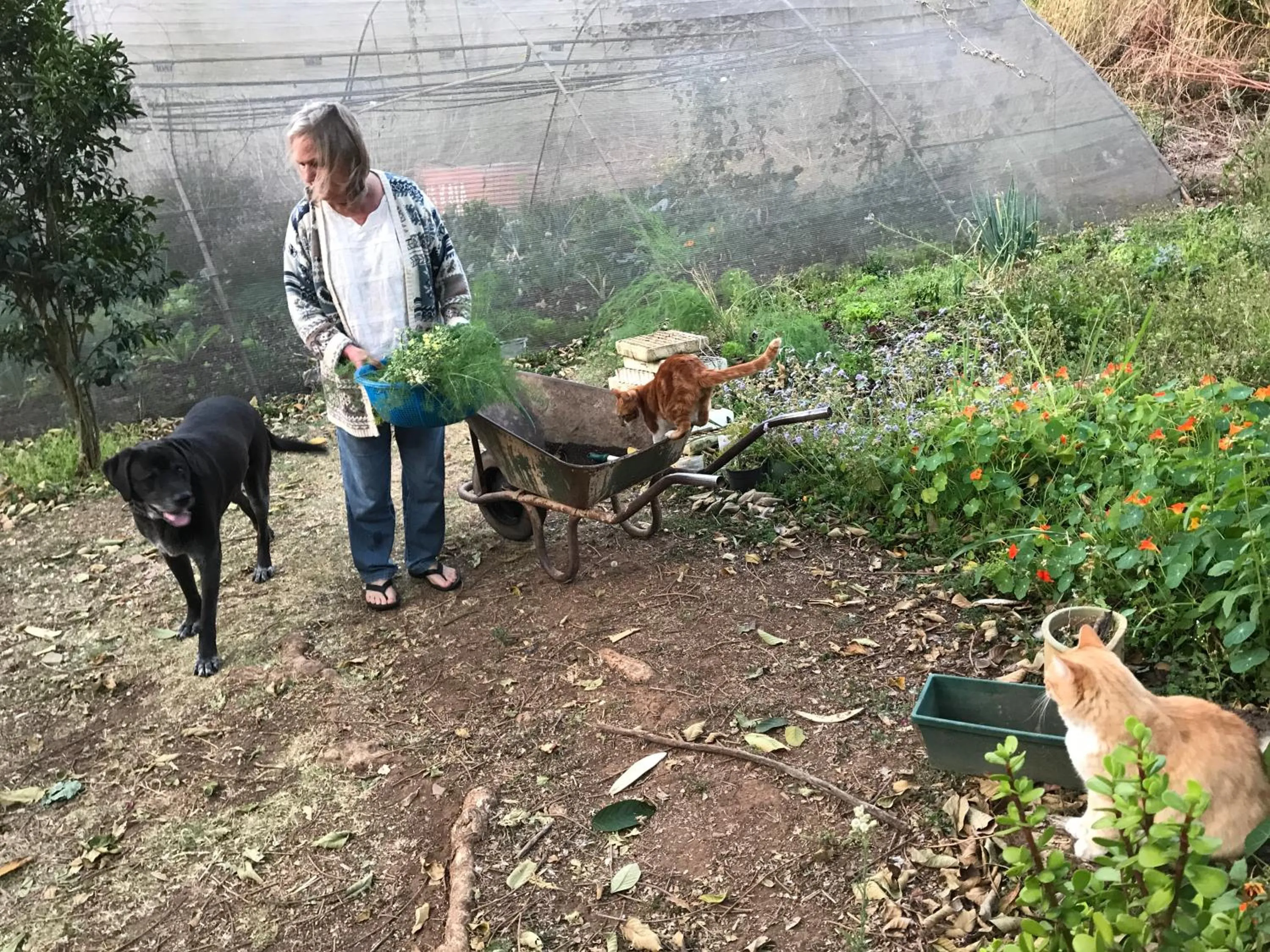 Garden in Old Joe's Kaia