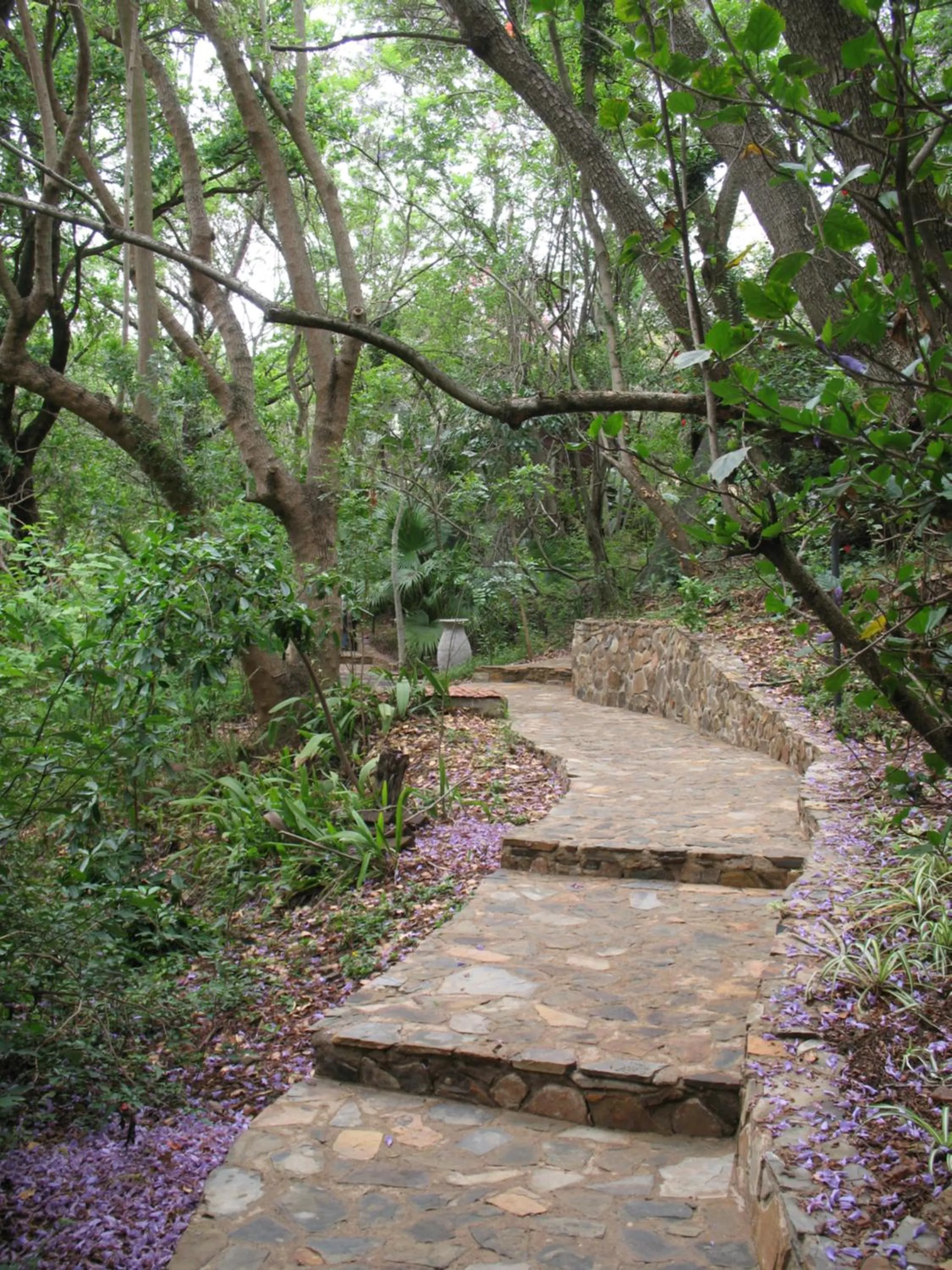 Garden in Old Joe's Kaia