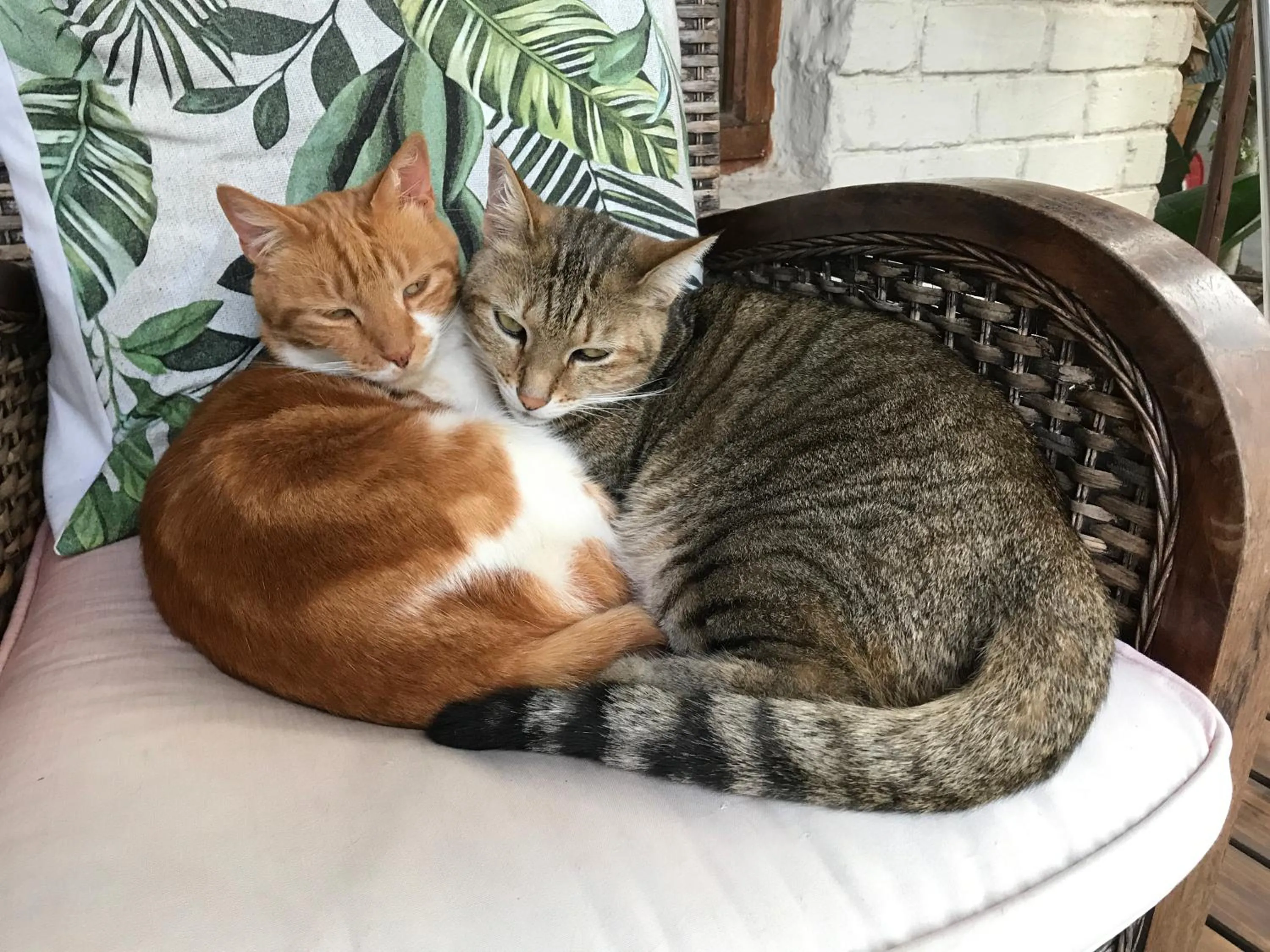 Pets in Old Joe's Kaia