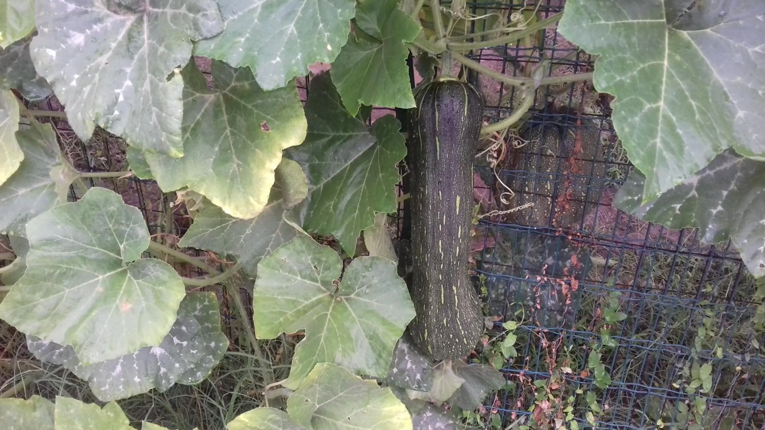 La Casetta Dei Cedri