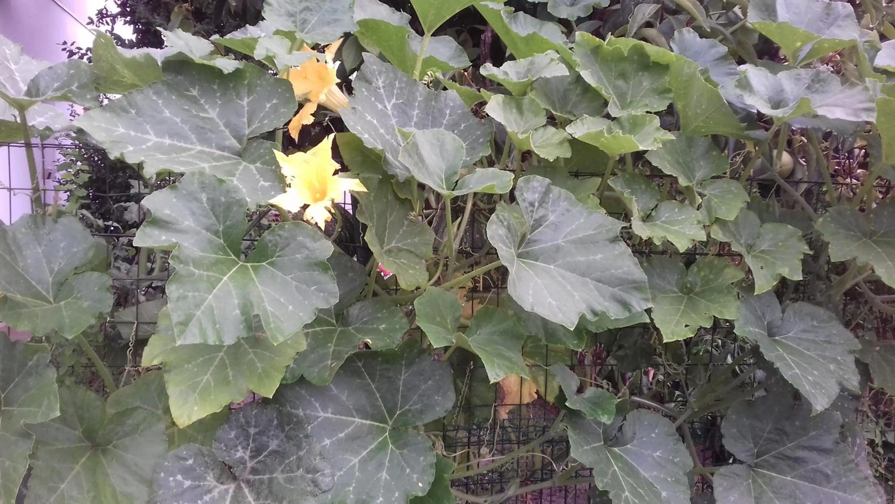 La Casetta Dei Cedri