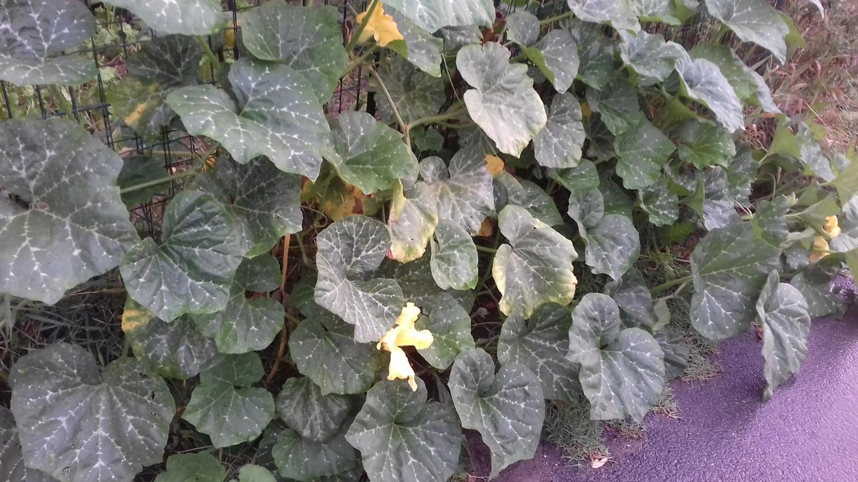 La Casetta Dei Cedri