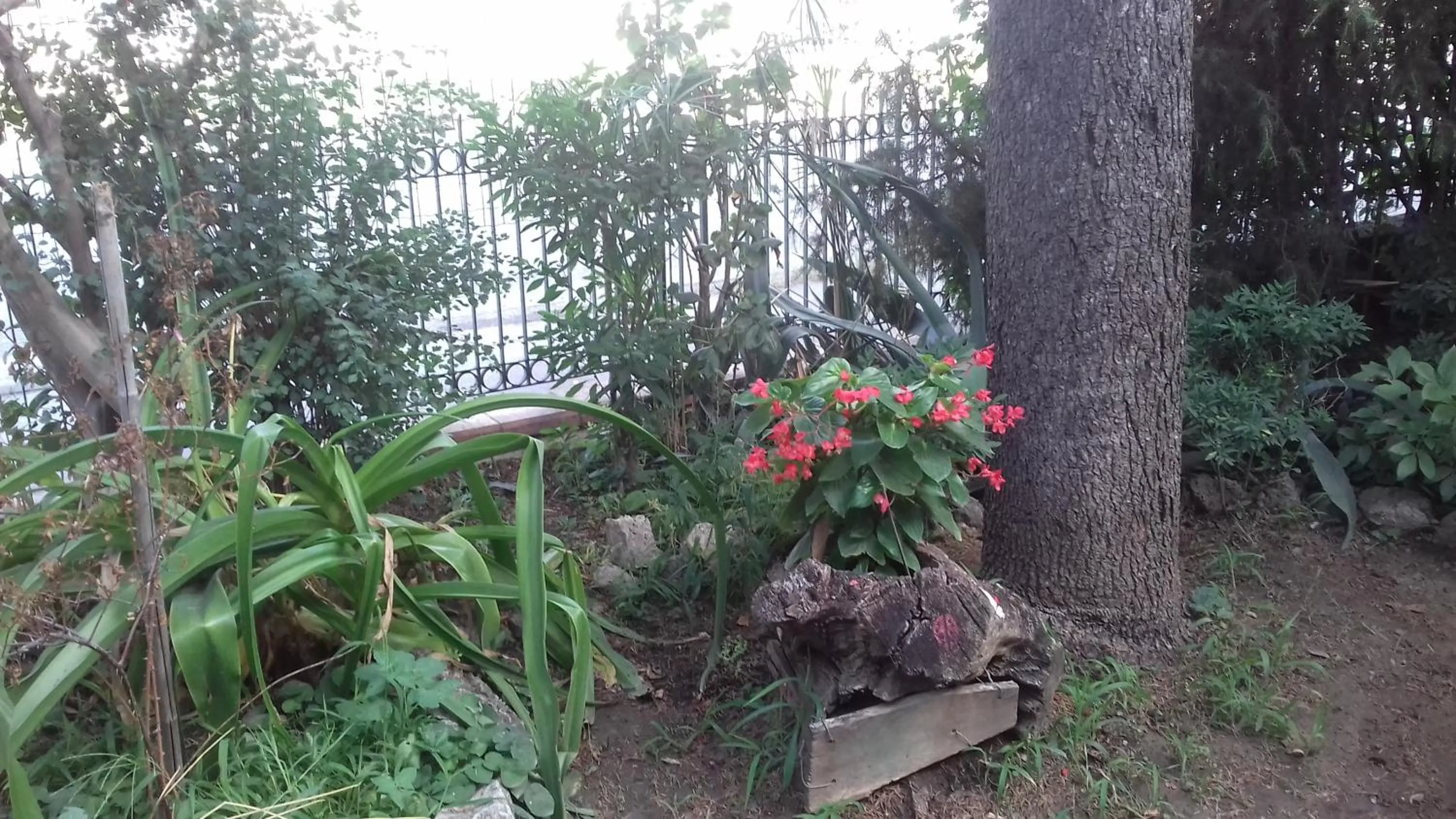 Garden in La Casetta Dei Cedri