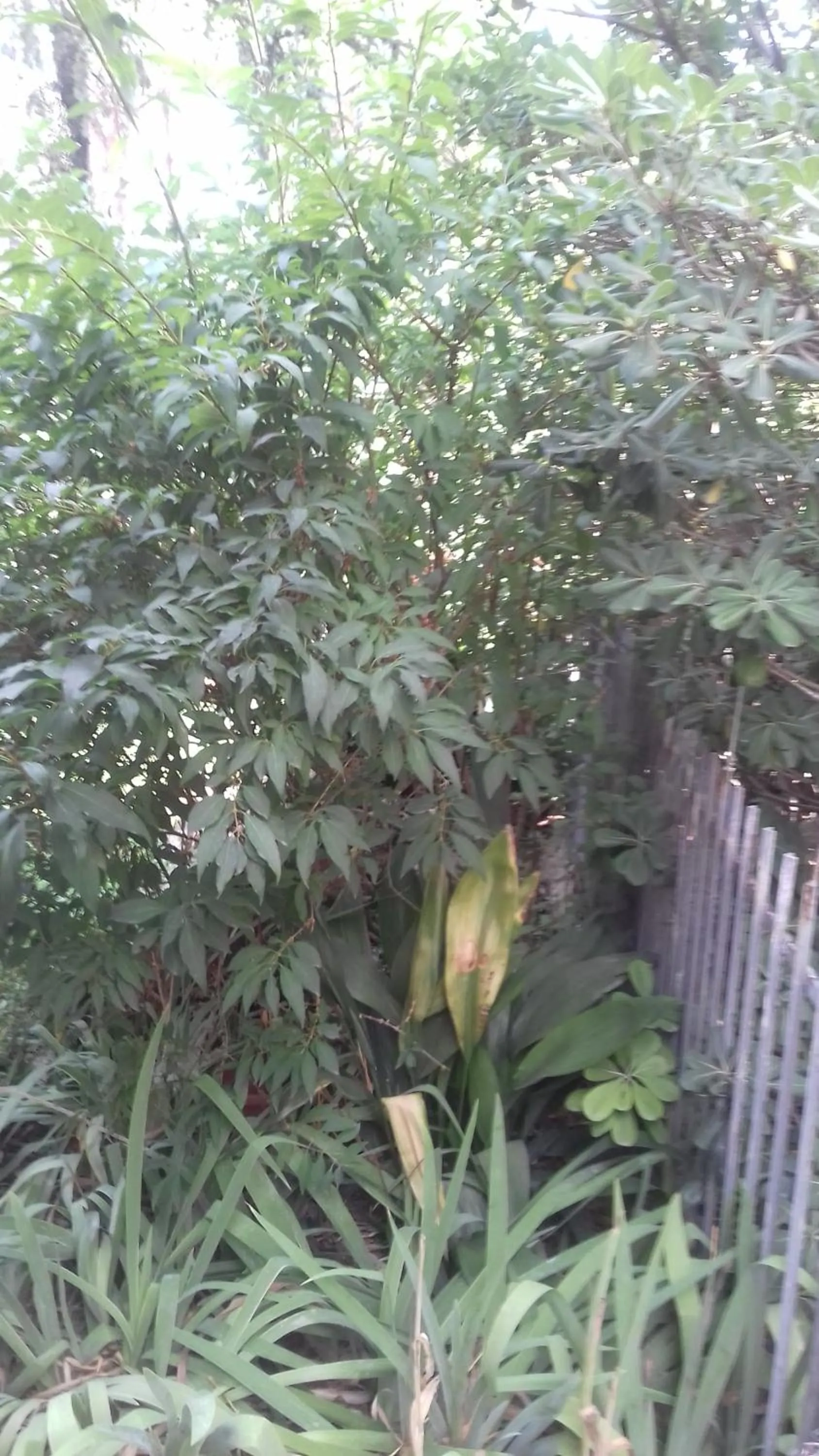 La Casetta Dei Cedri