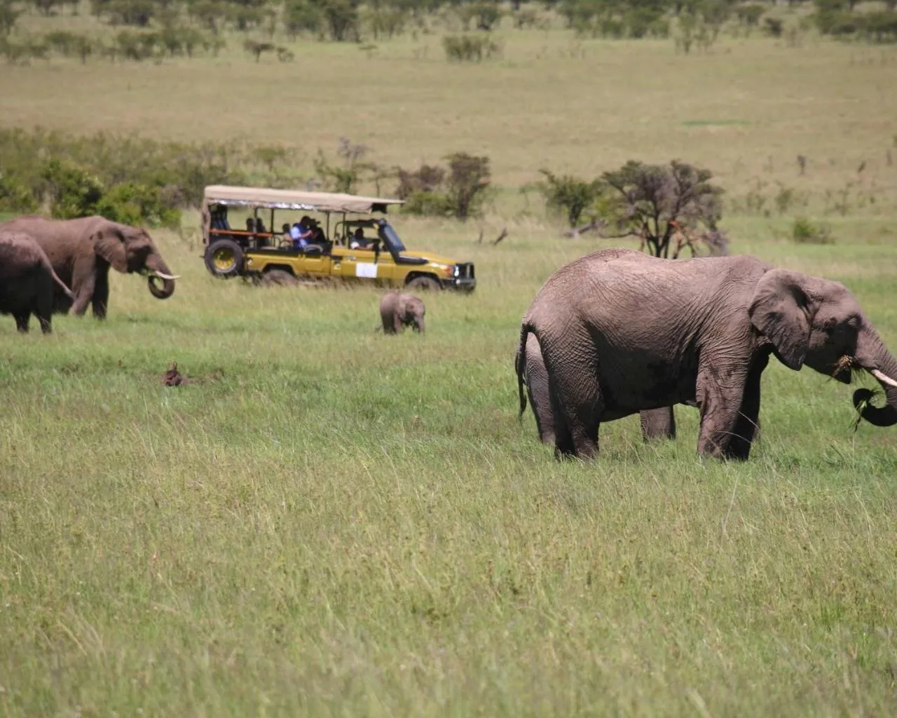 Animals in Olare Mara Kempinski
