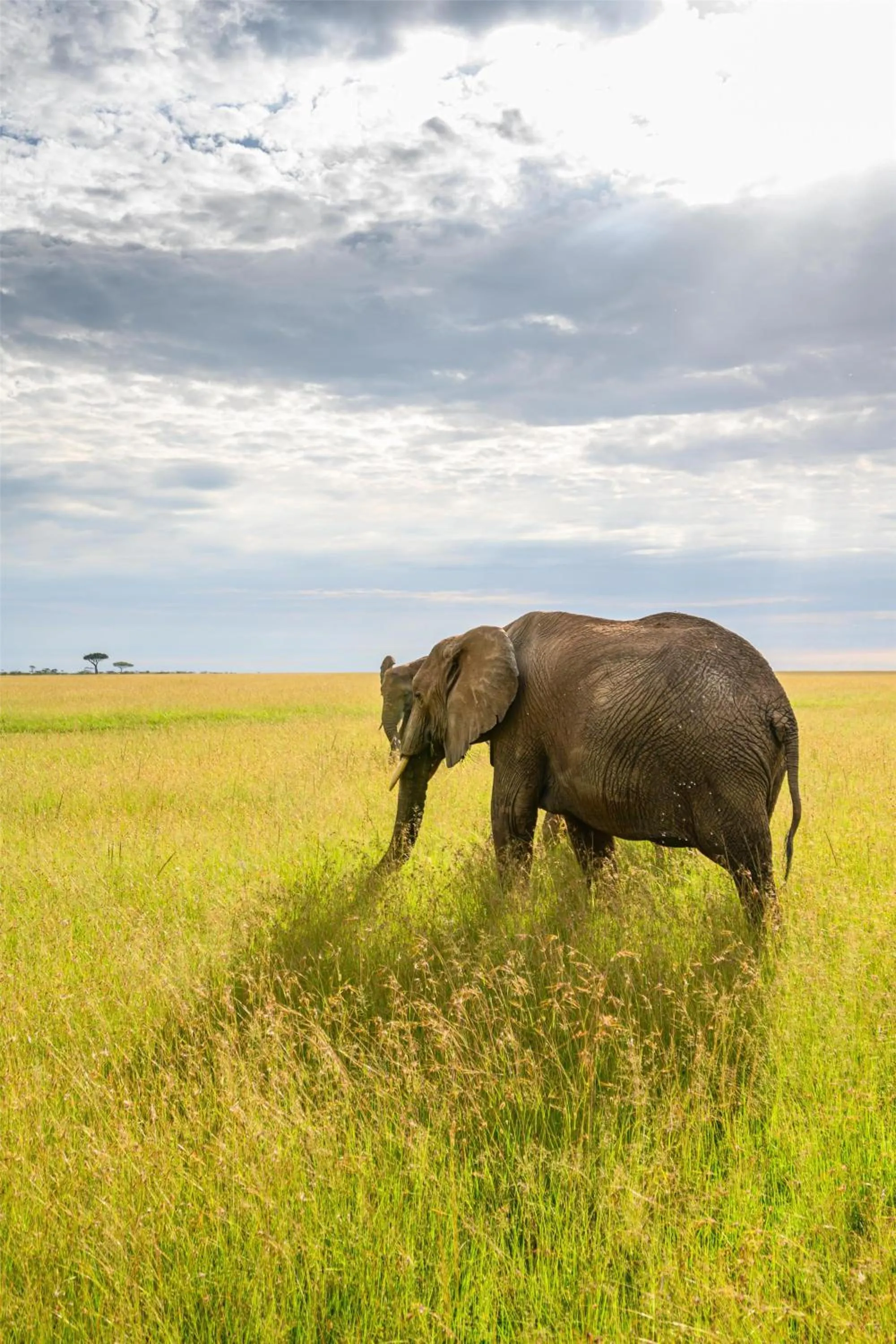 Location in Olare Mara Kempinski