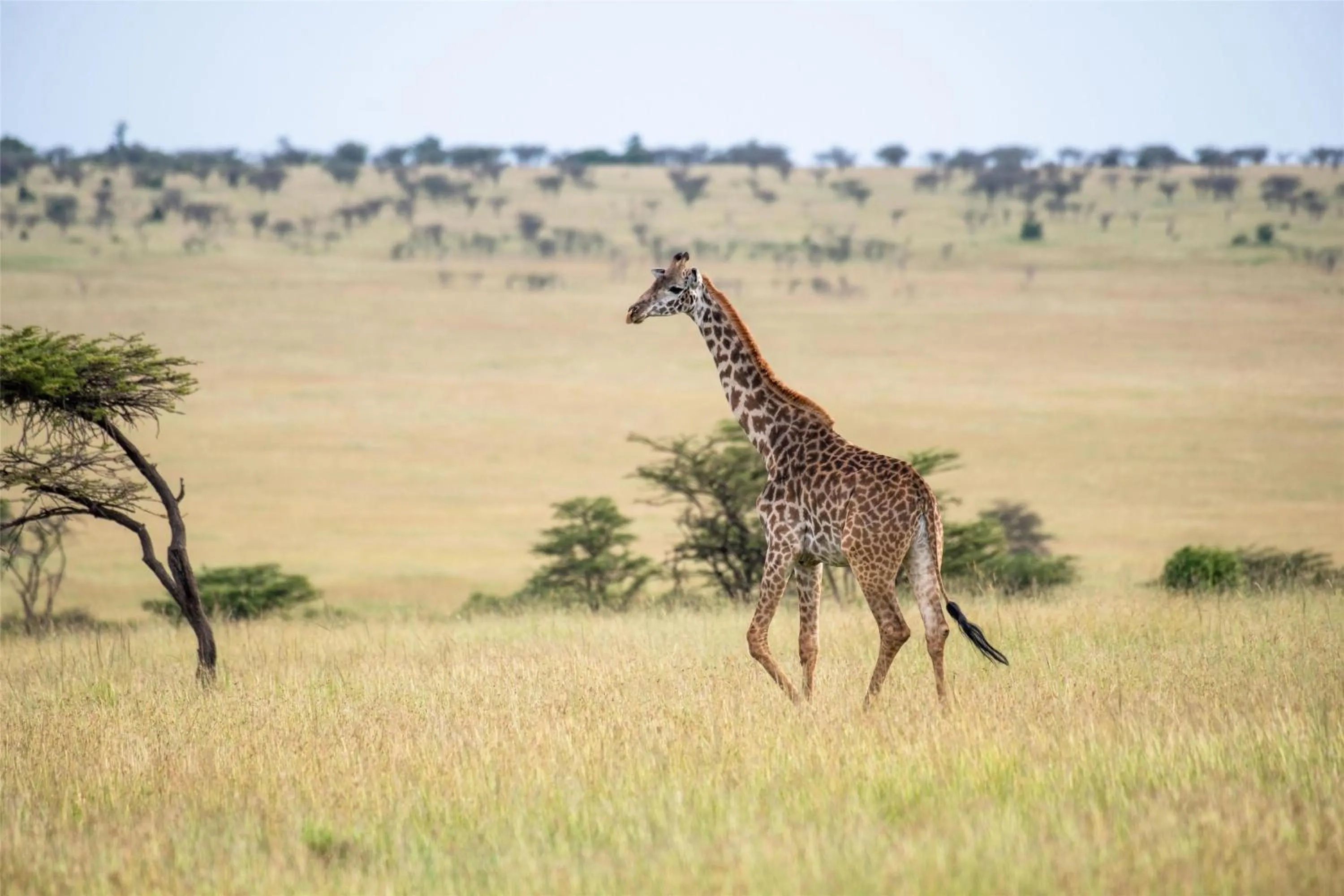 Location in Olare Mara Kempinski