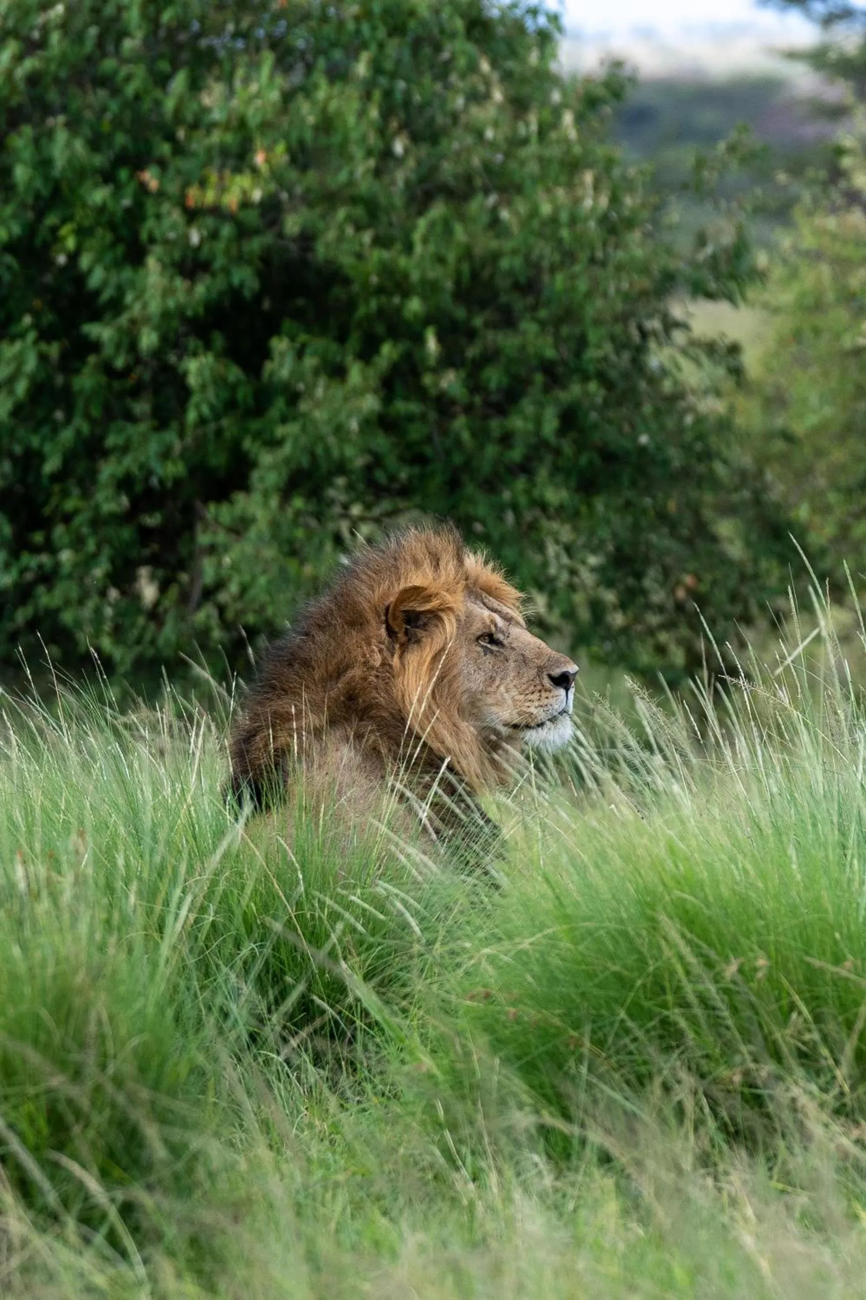 Other in Olare Mara Kempinski