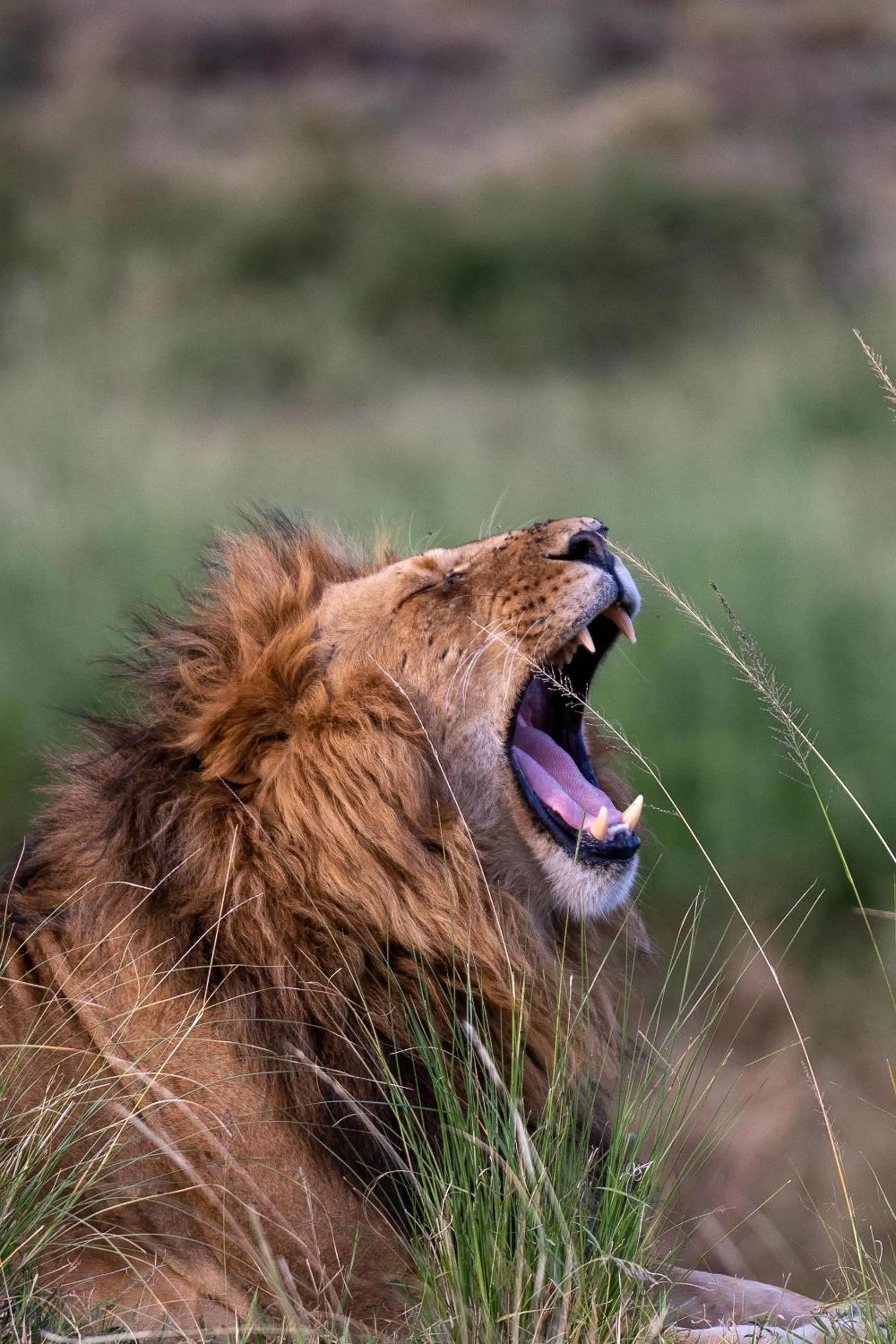 Other in Olare Mara Kempinski