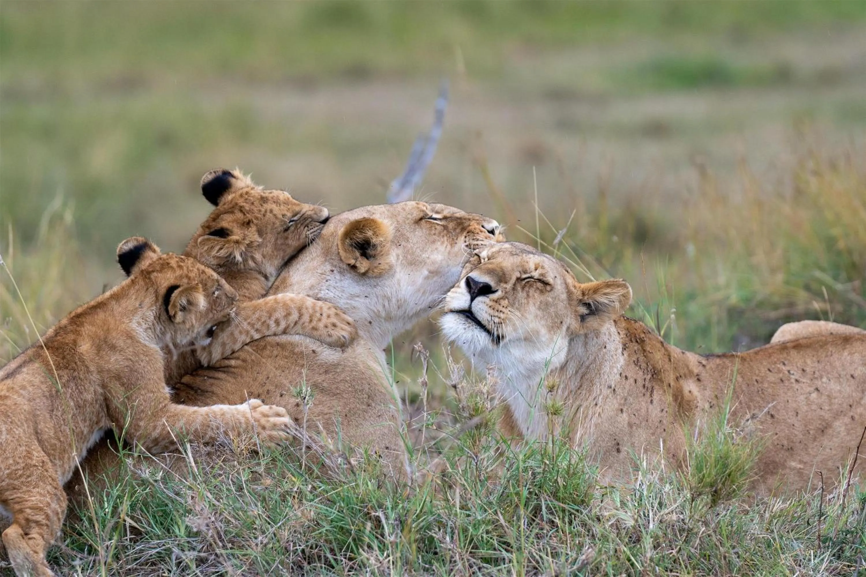 Other in Olare Mara Kempinski