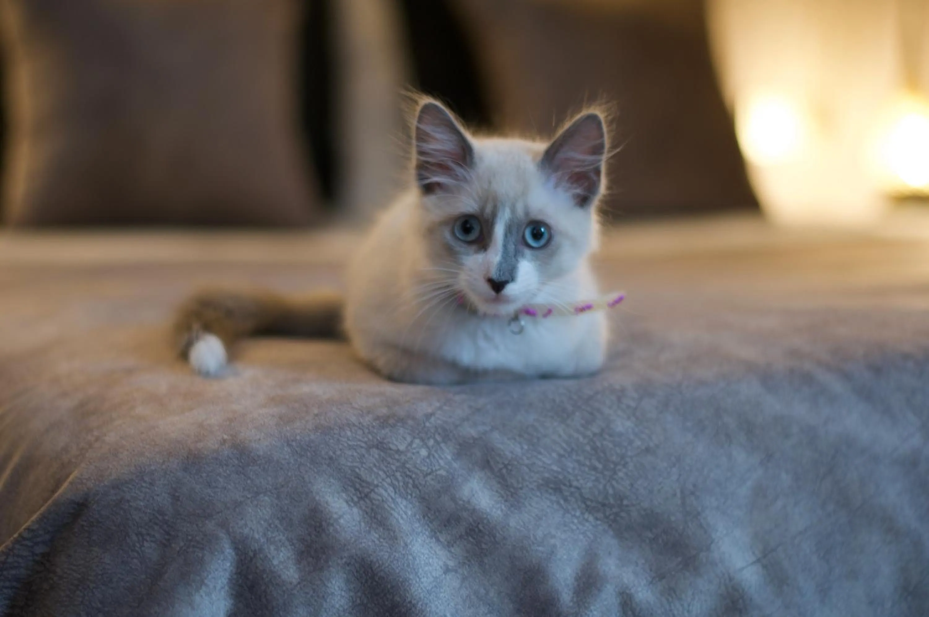 Pets in La Claire Fontaine