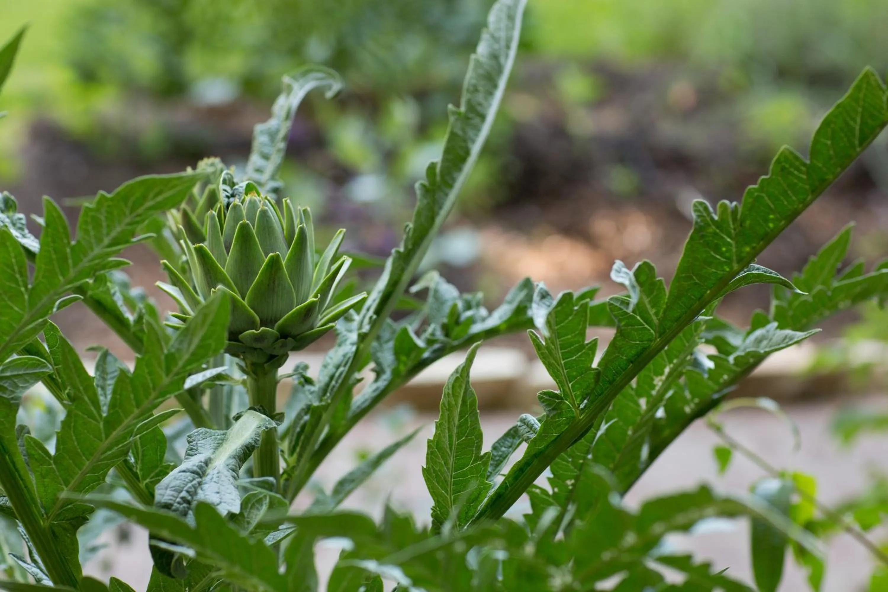 Garden in Harvest Inn