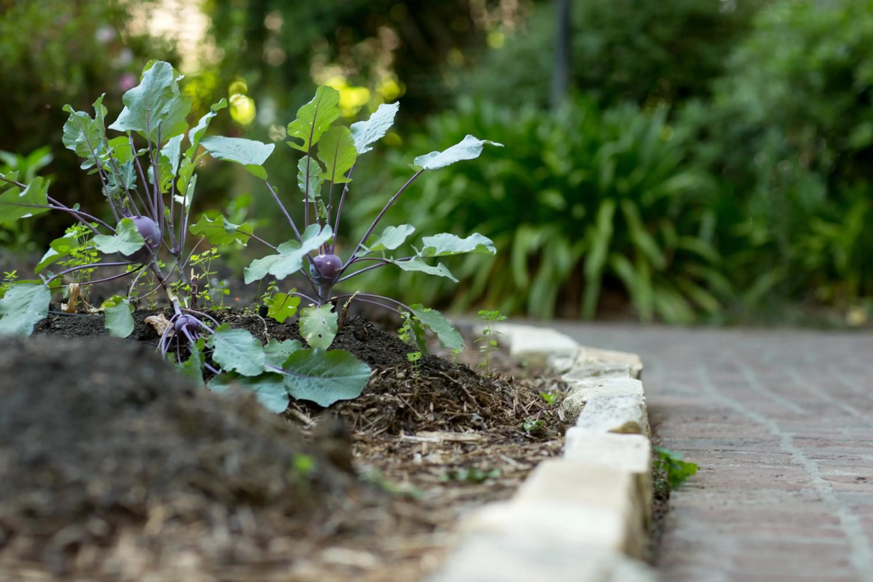 Garden in Harvest Inn
